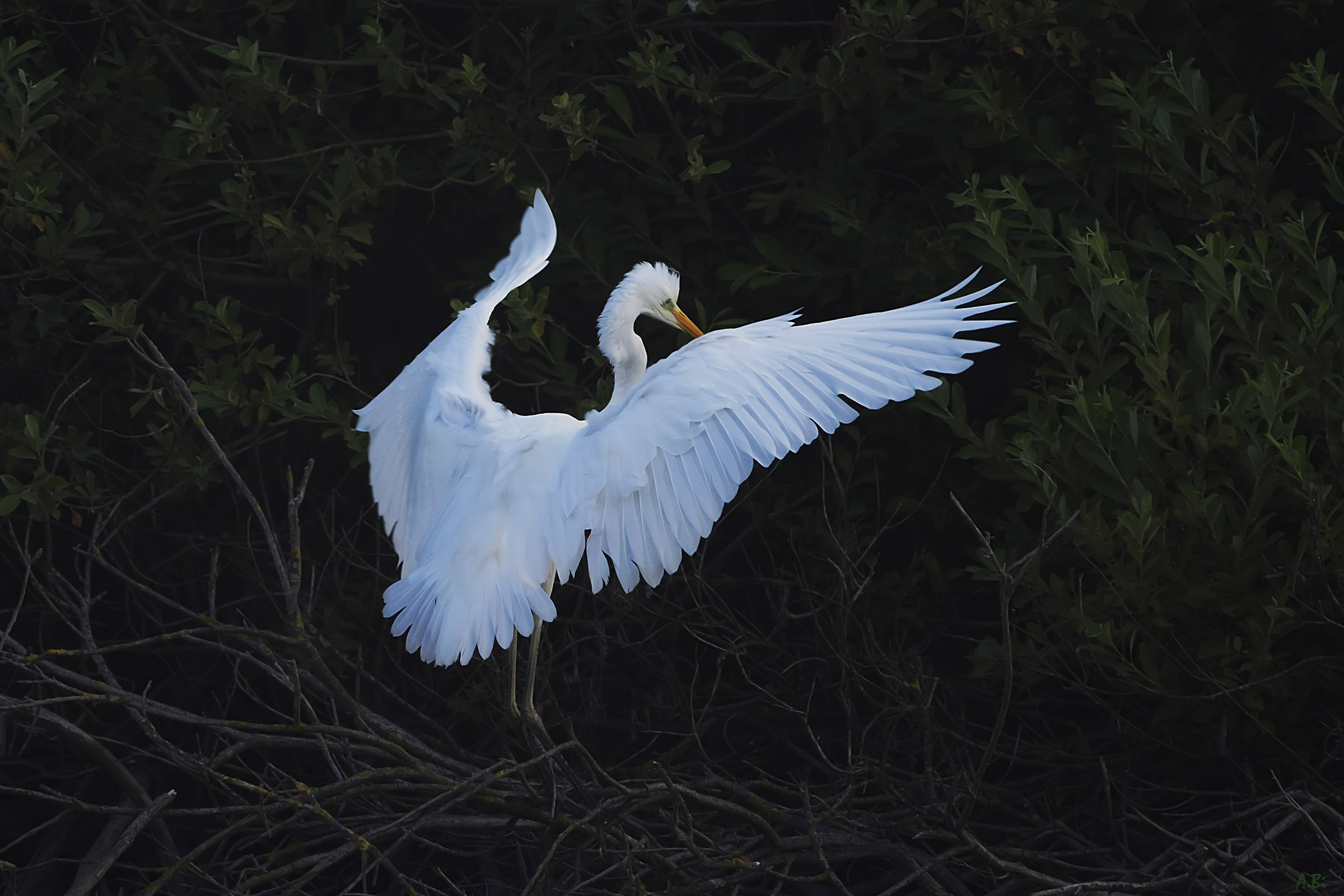 Airone bianco maggiore