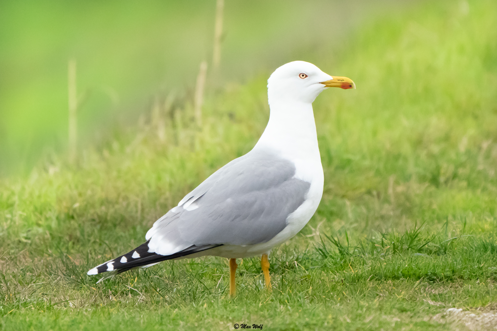 Paws on the ground and chest outside.