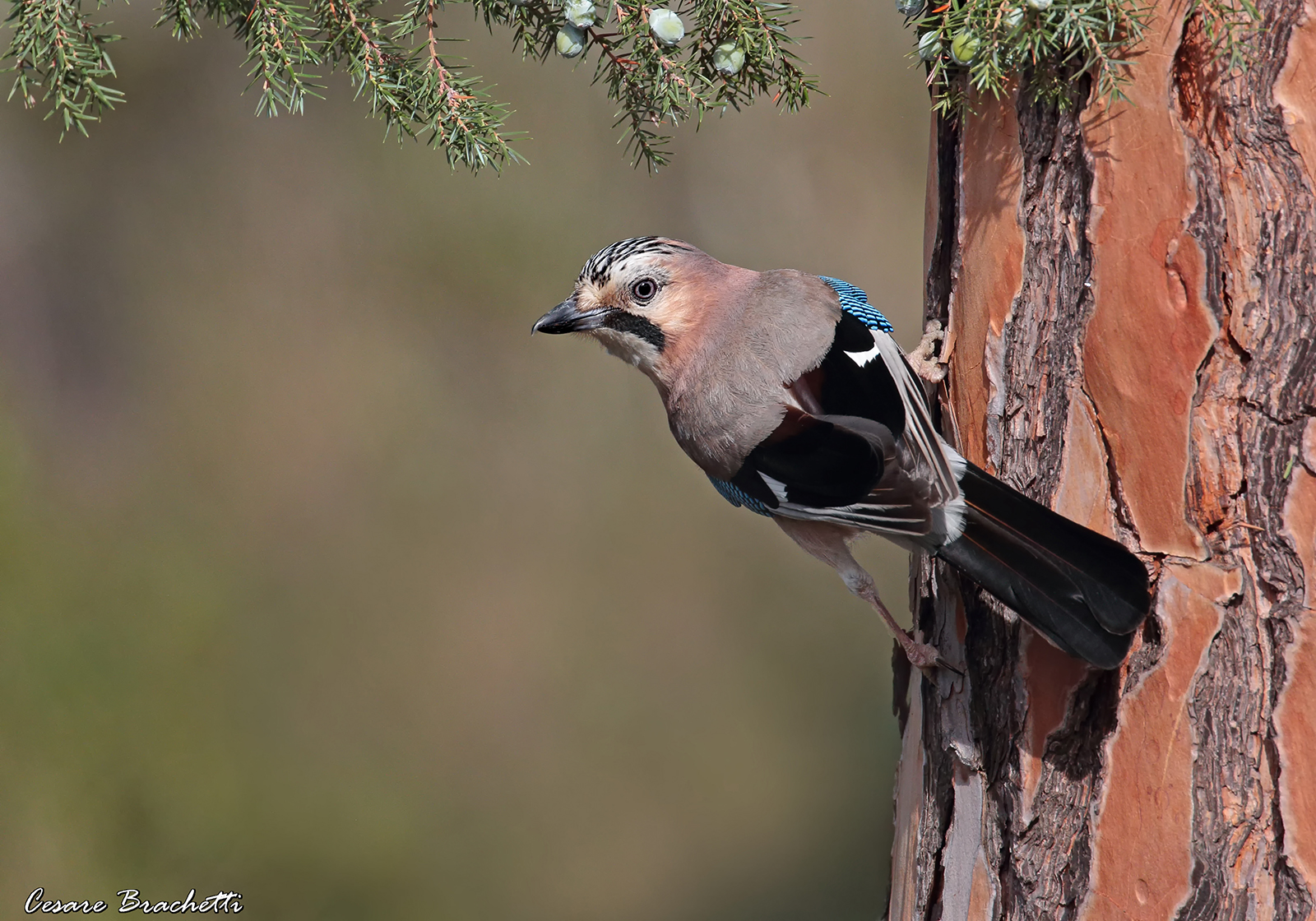 Jay