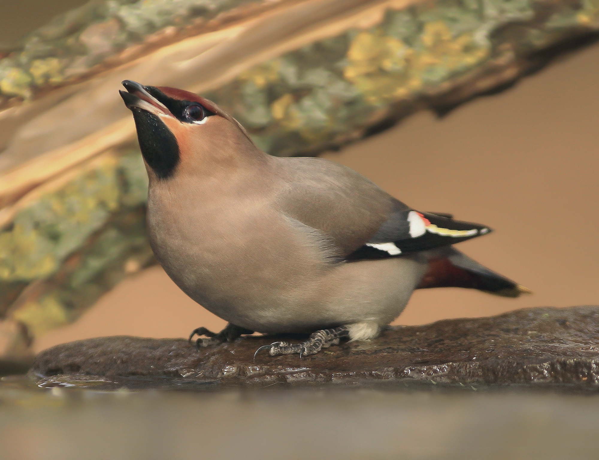 beccofrusone all'abbeverata