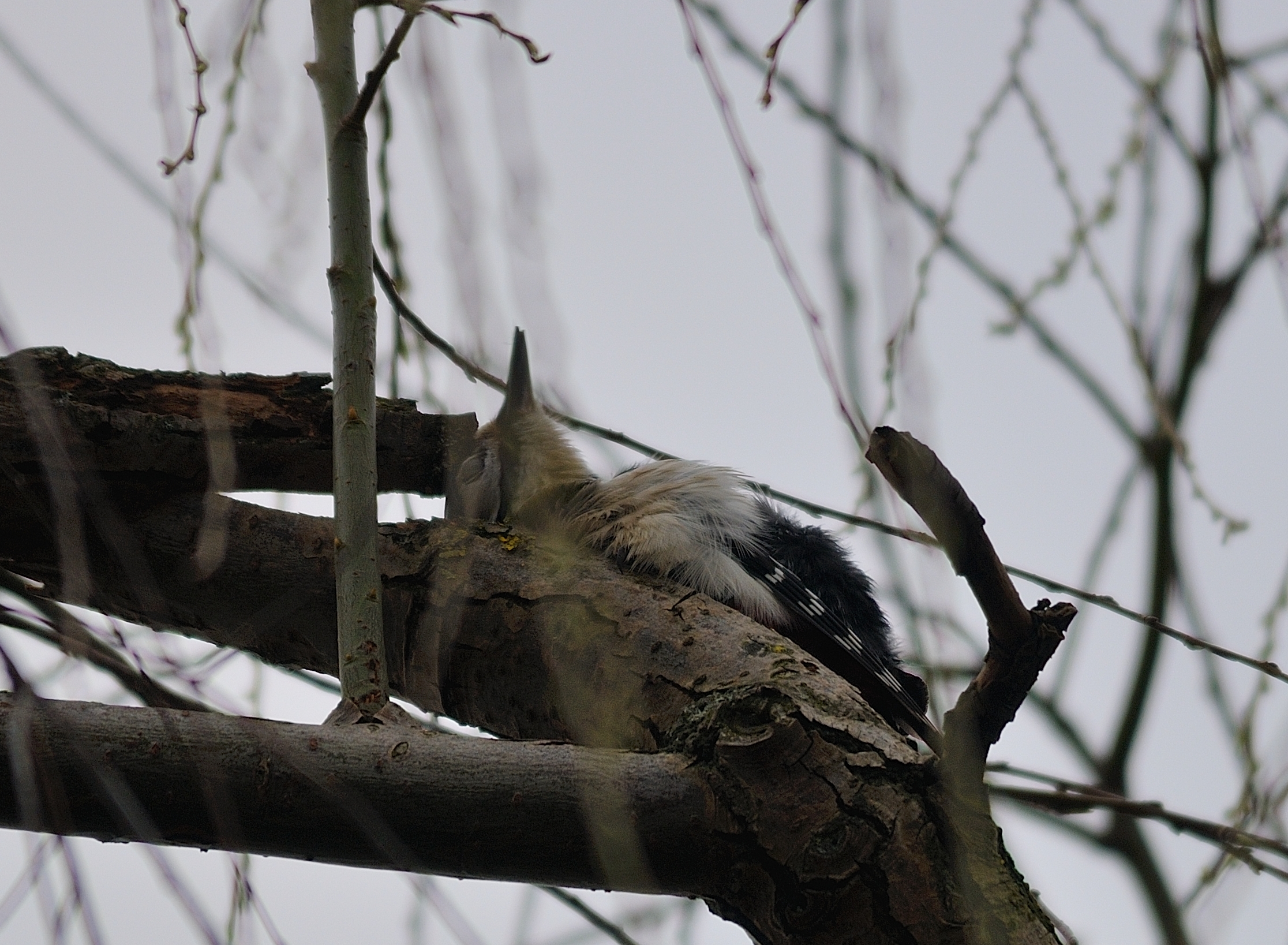 Picchio rosso, morto? No, si grattava solo la schiena.