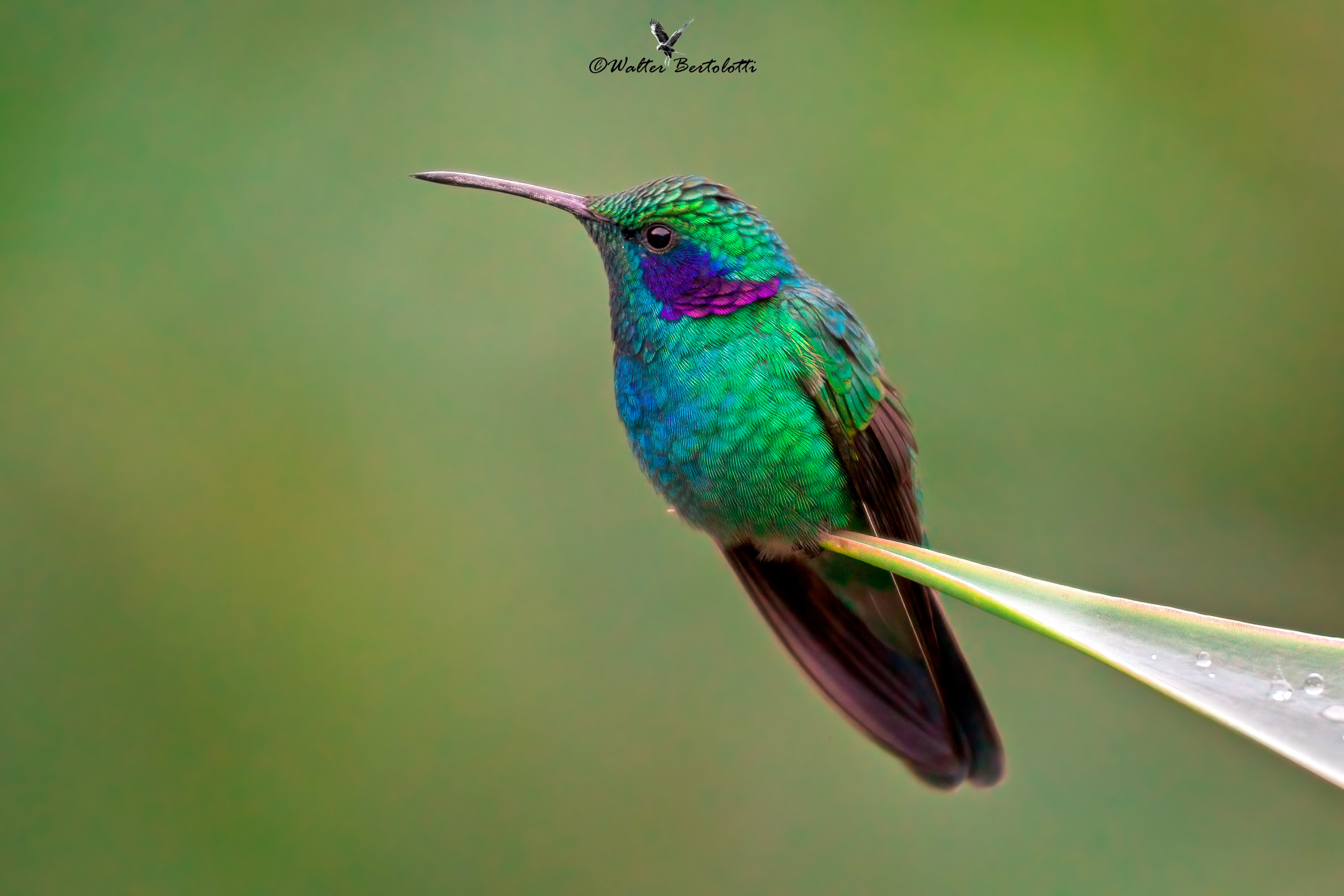 piccolo gioiello del Costa Rica