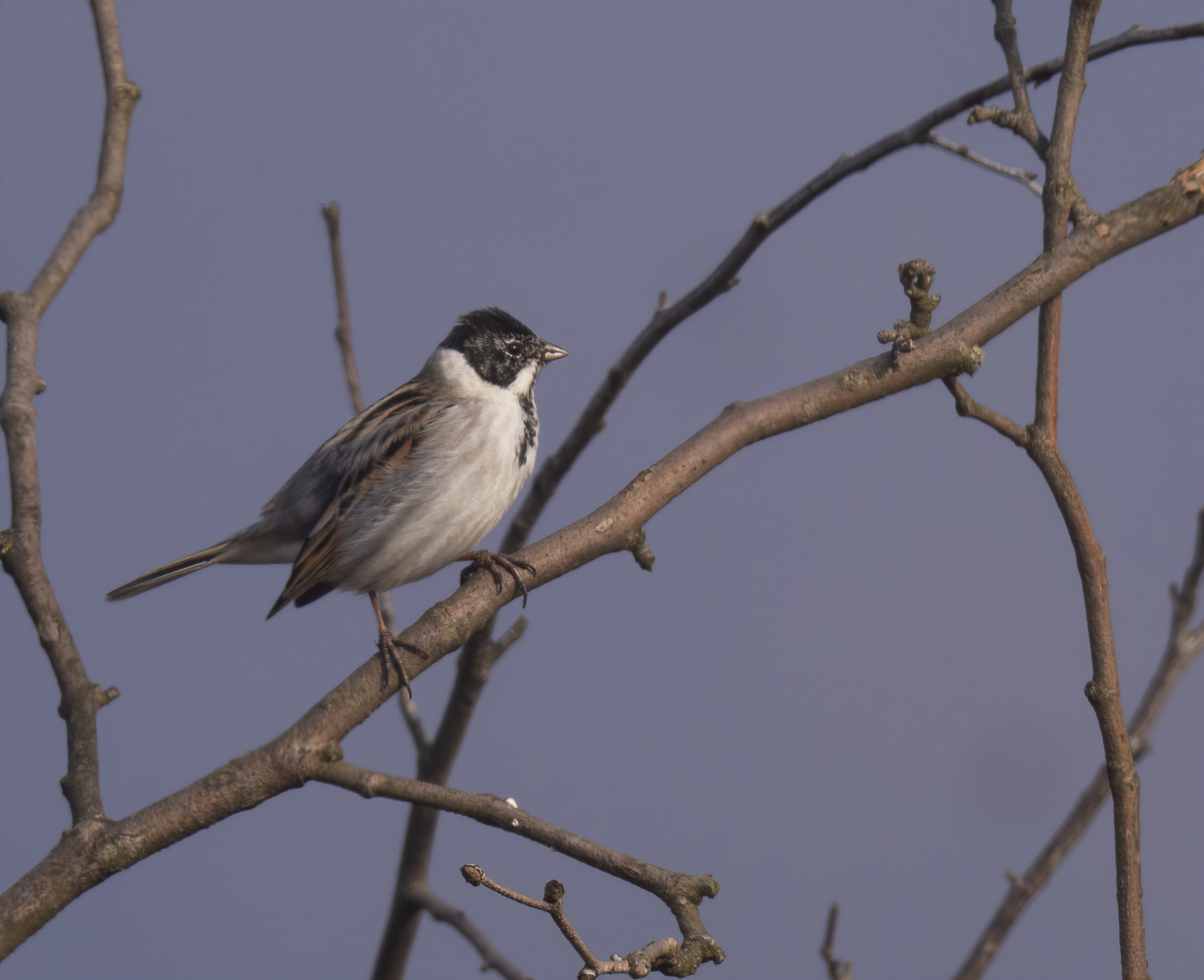 Migliarino di palude