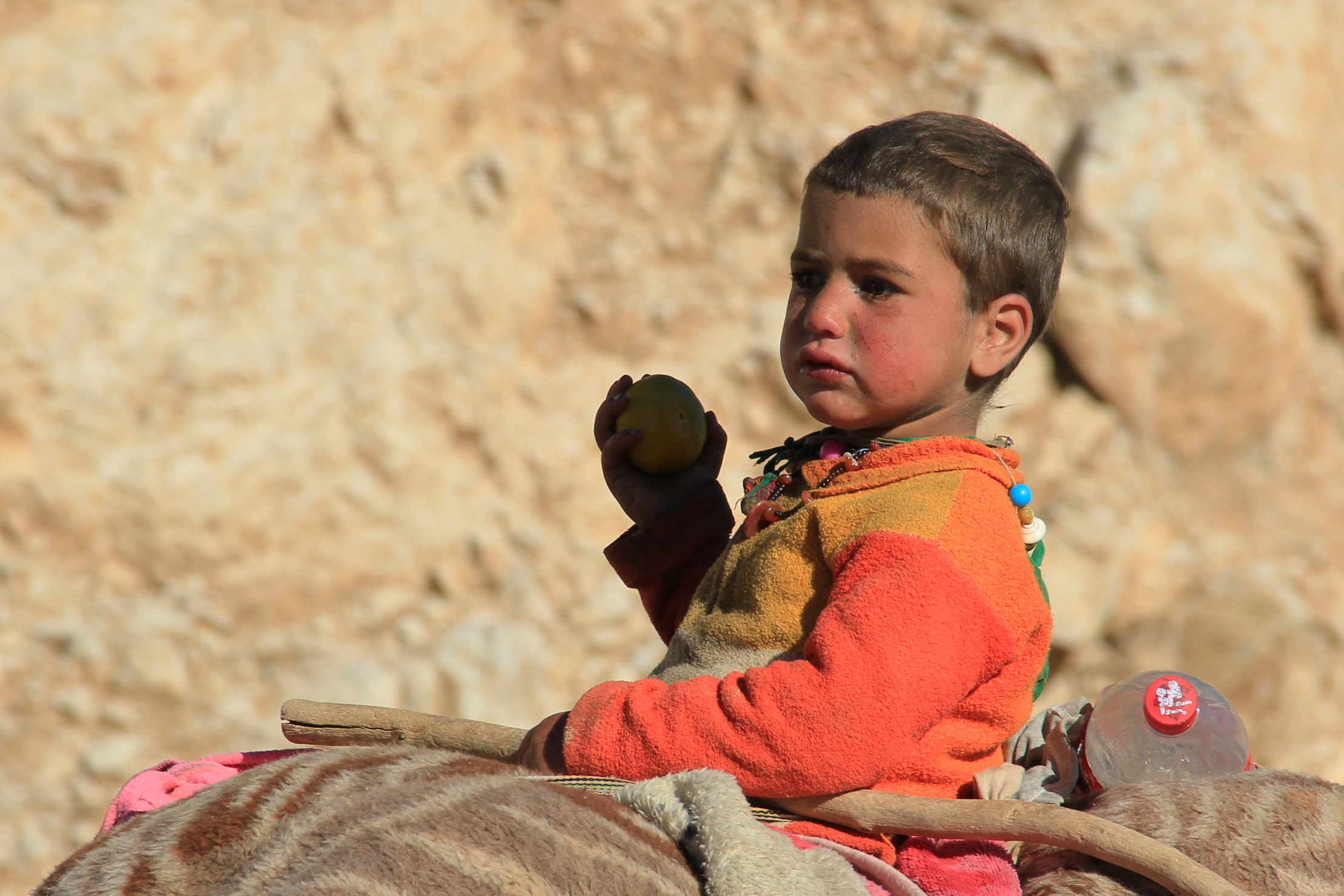 Piccolo qashqa'i a cavallo