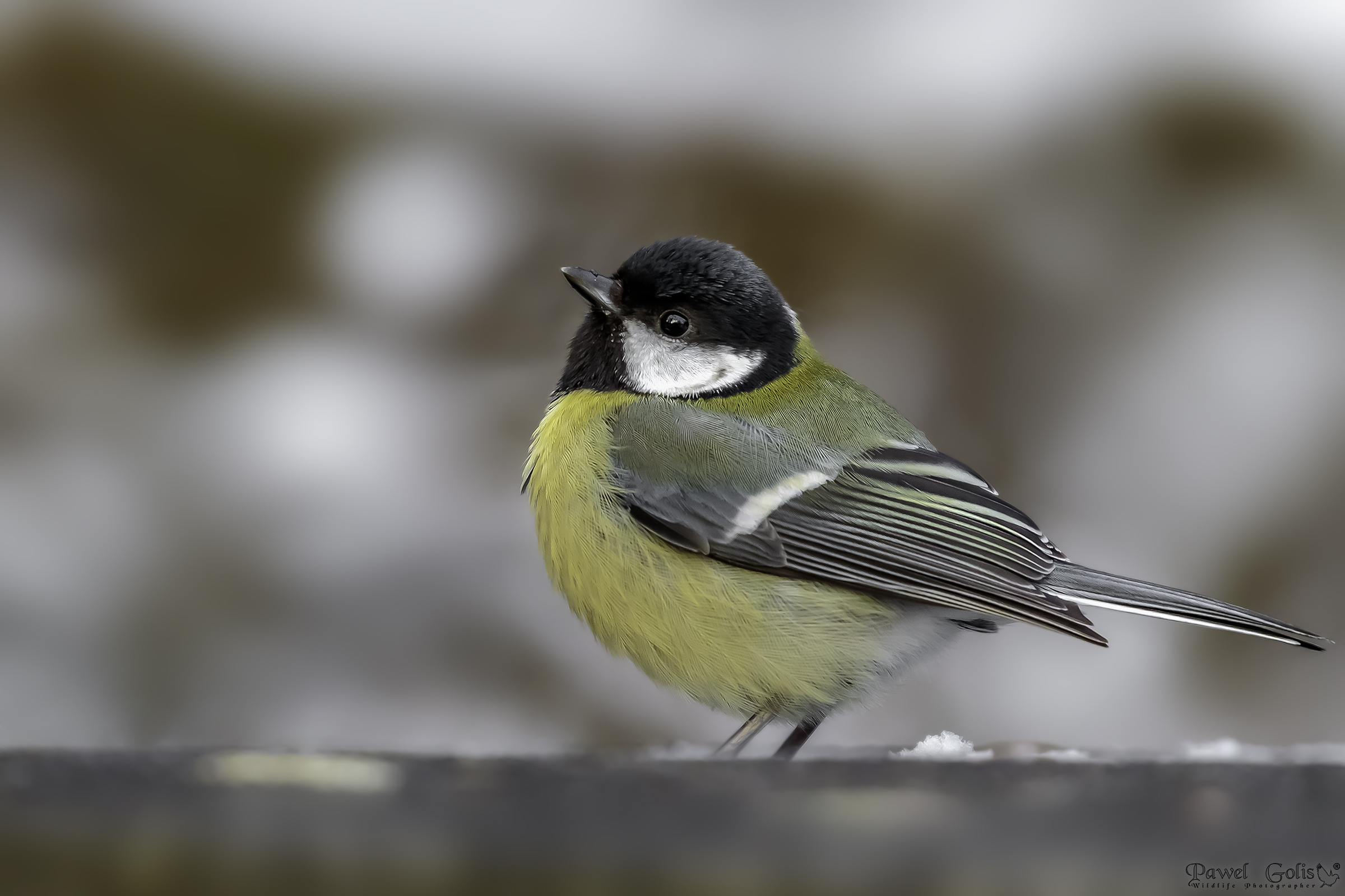 The great tit (Parus major)