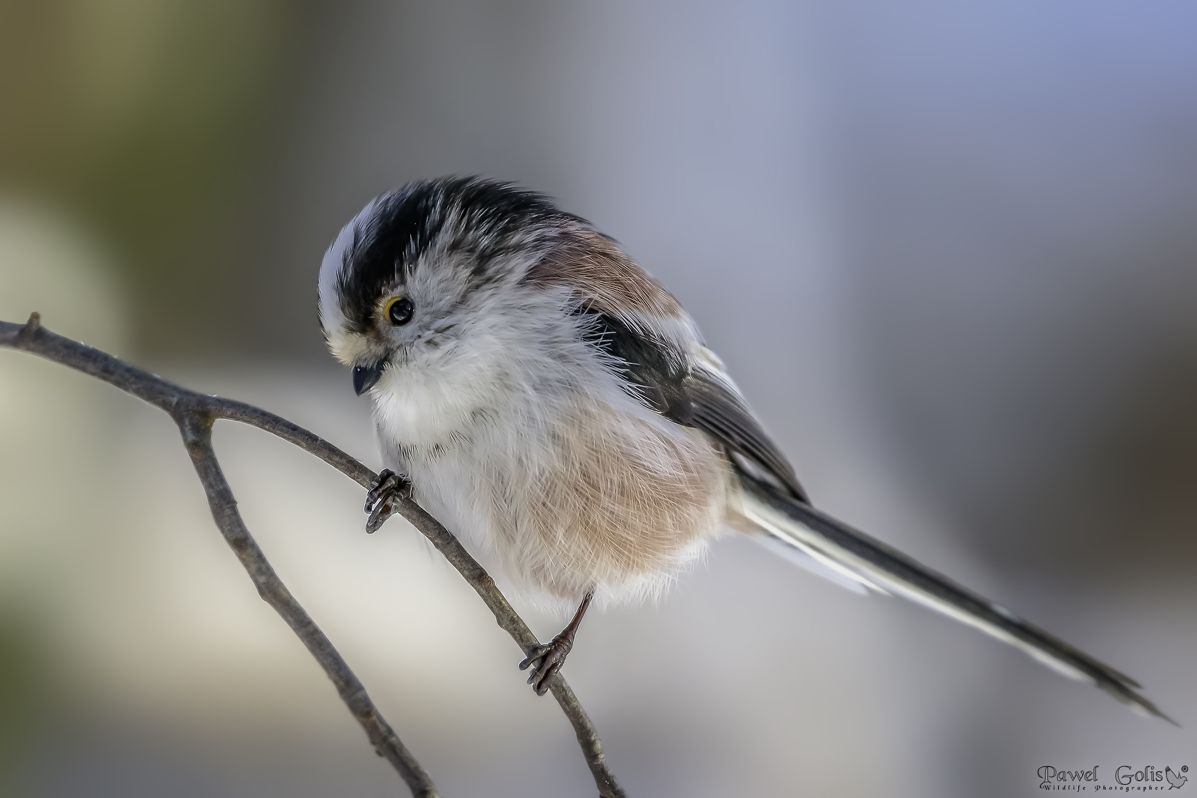Long-tailed bushtit (Aegithalos caudatus)