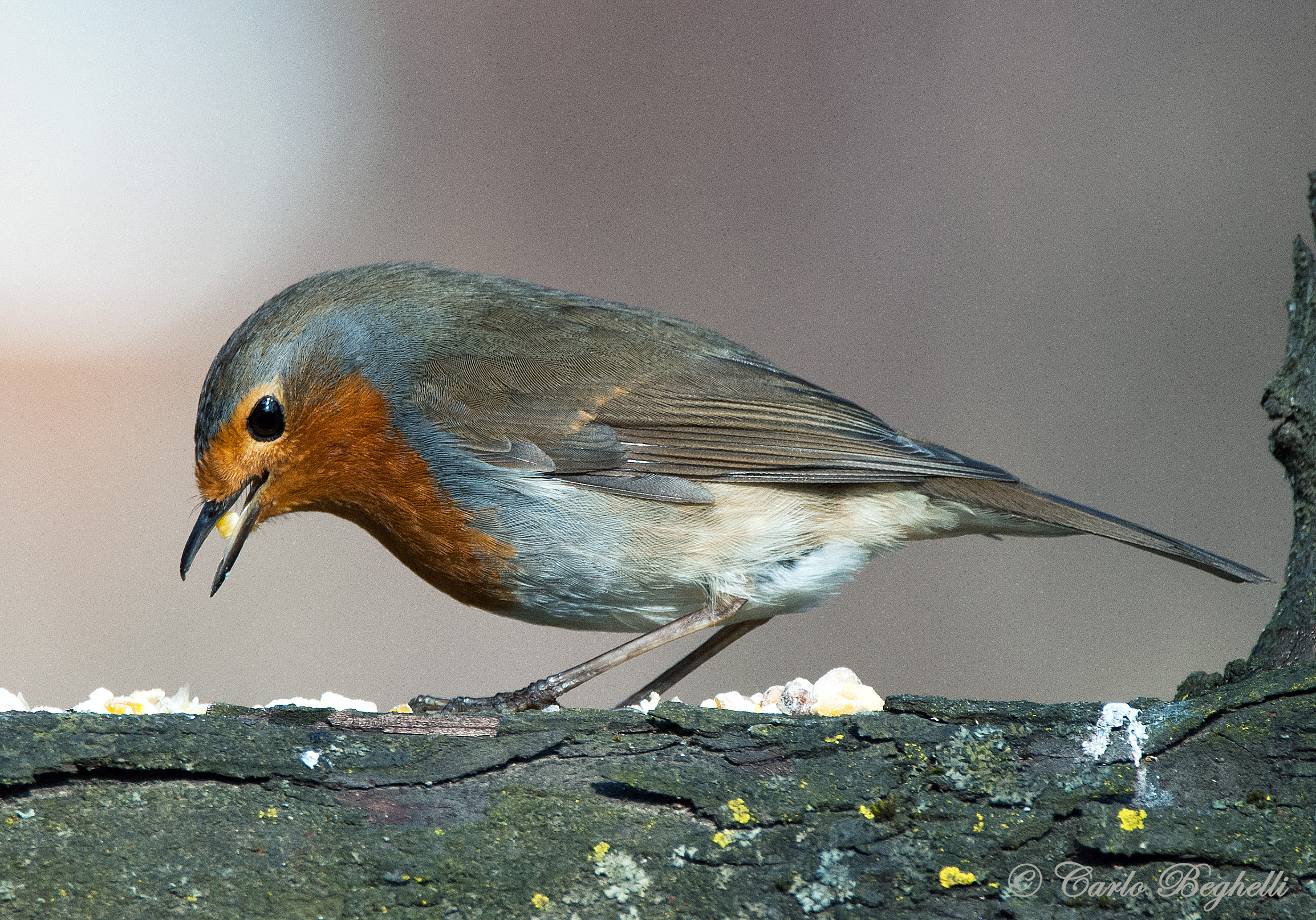 Male robin