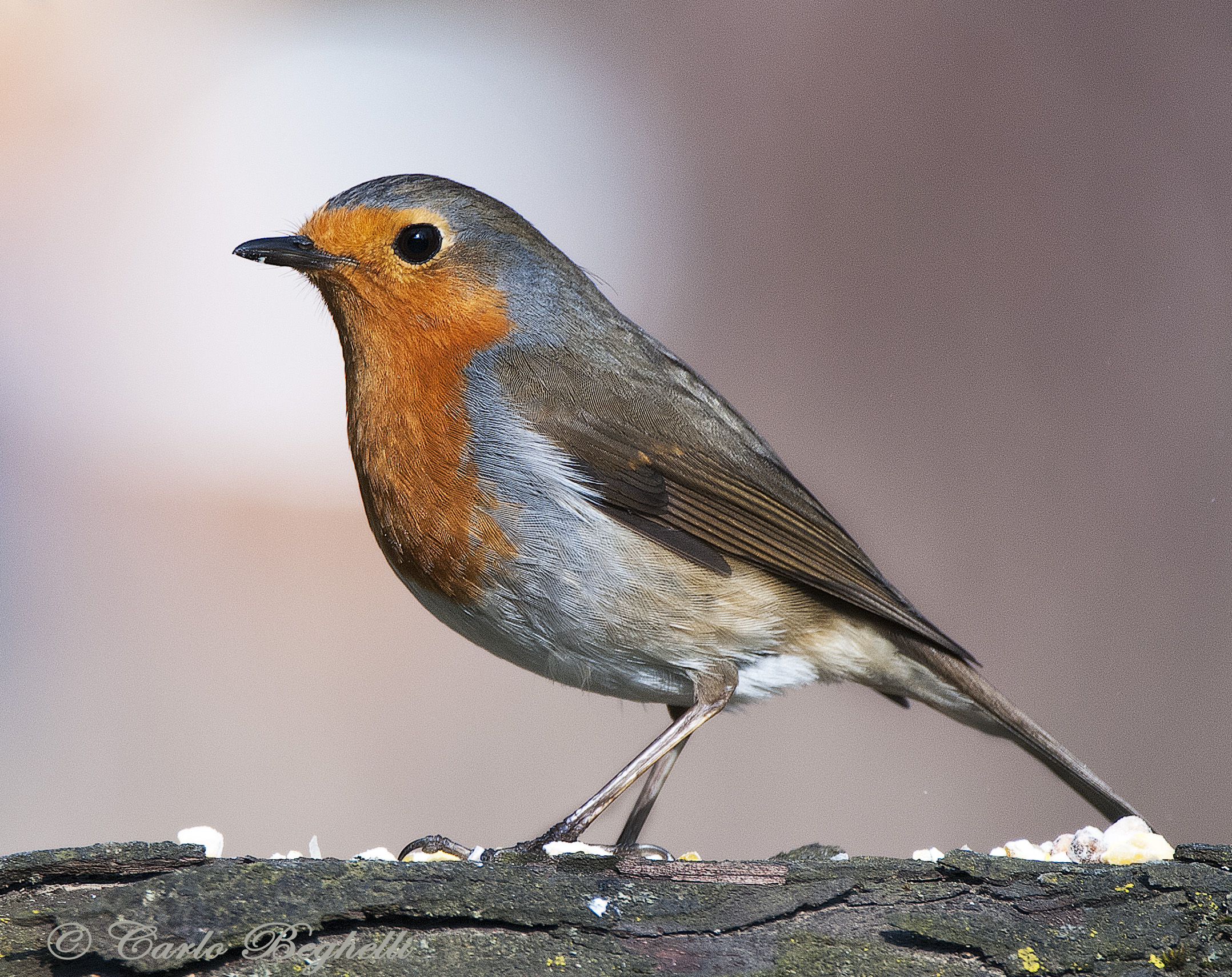 Robin