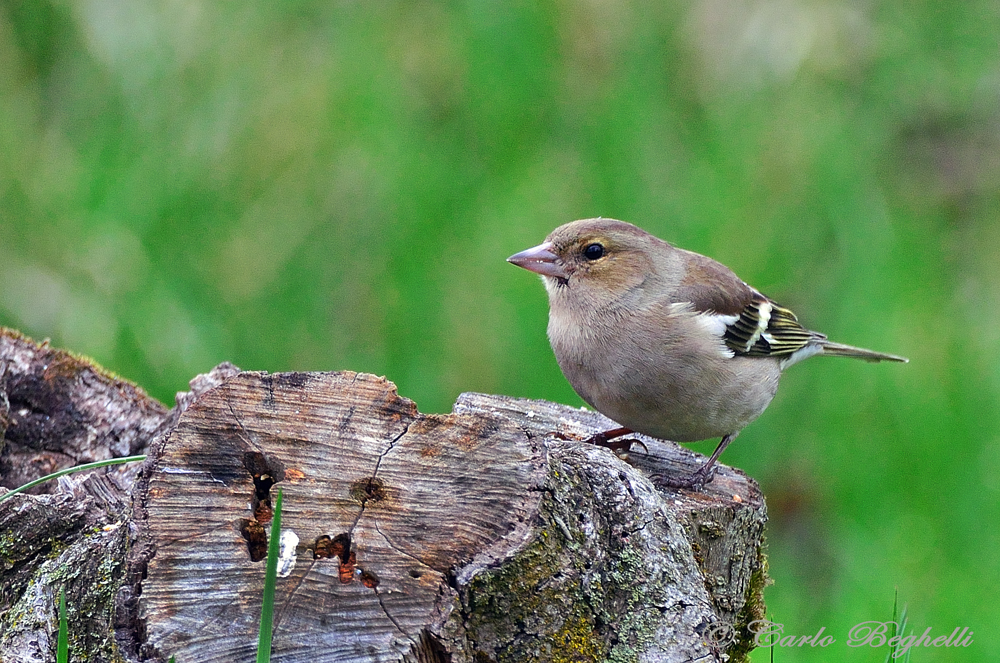 Chaffinch