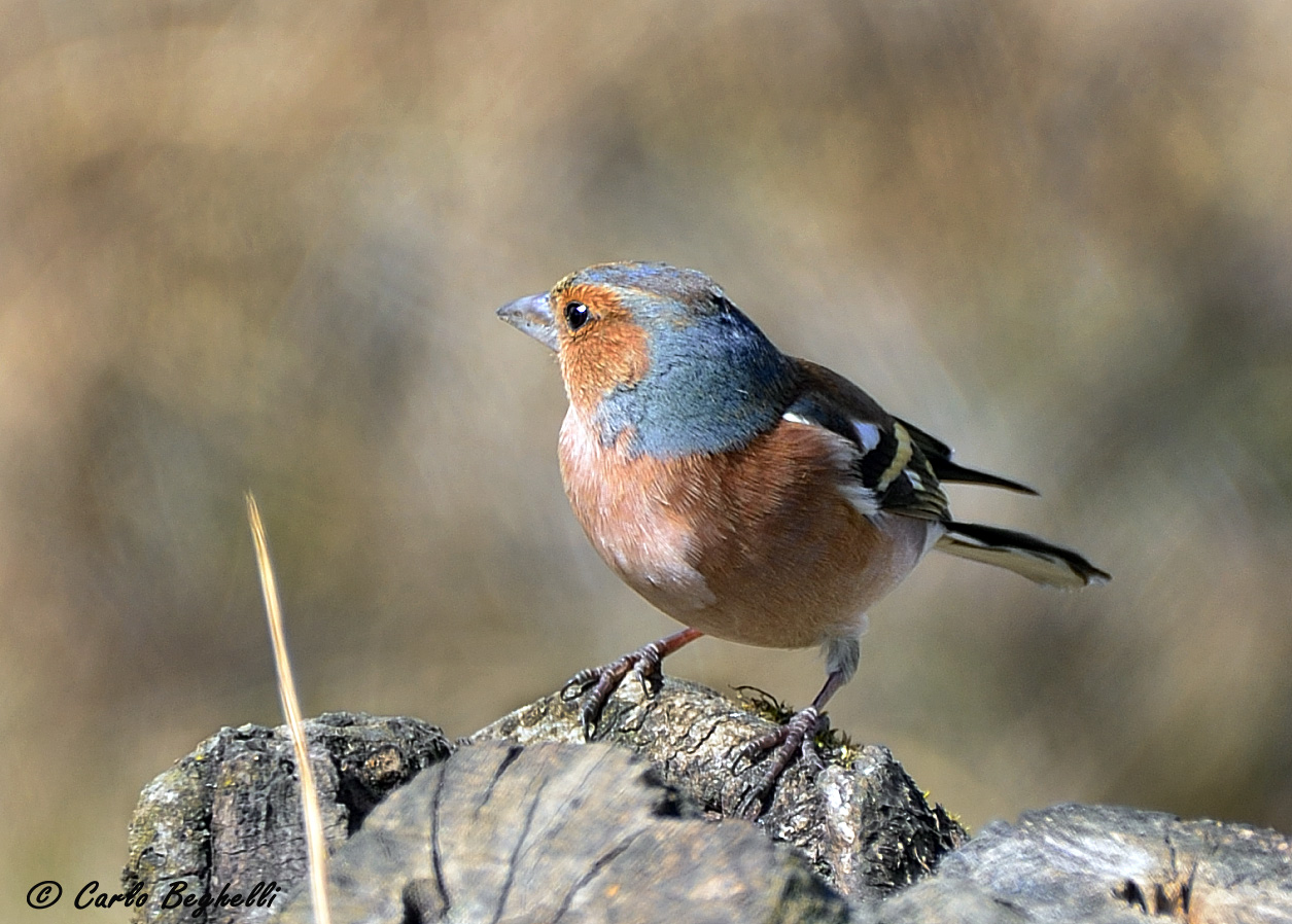 Chaffinch