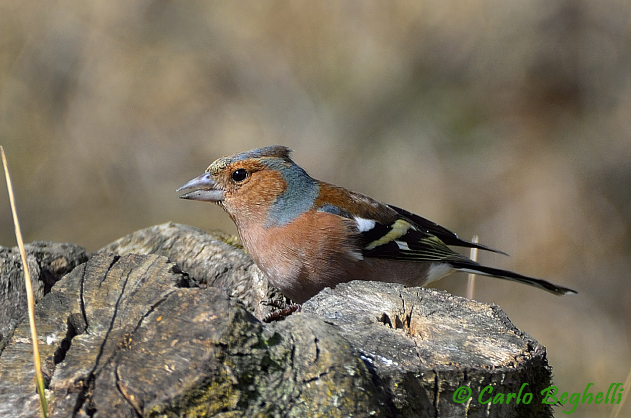 Chaffinch