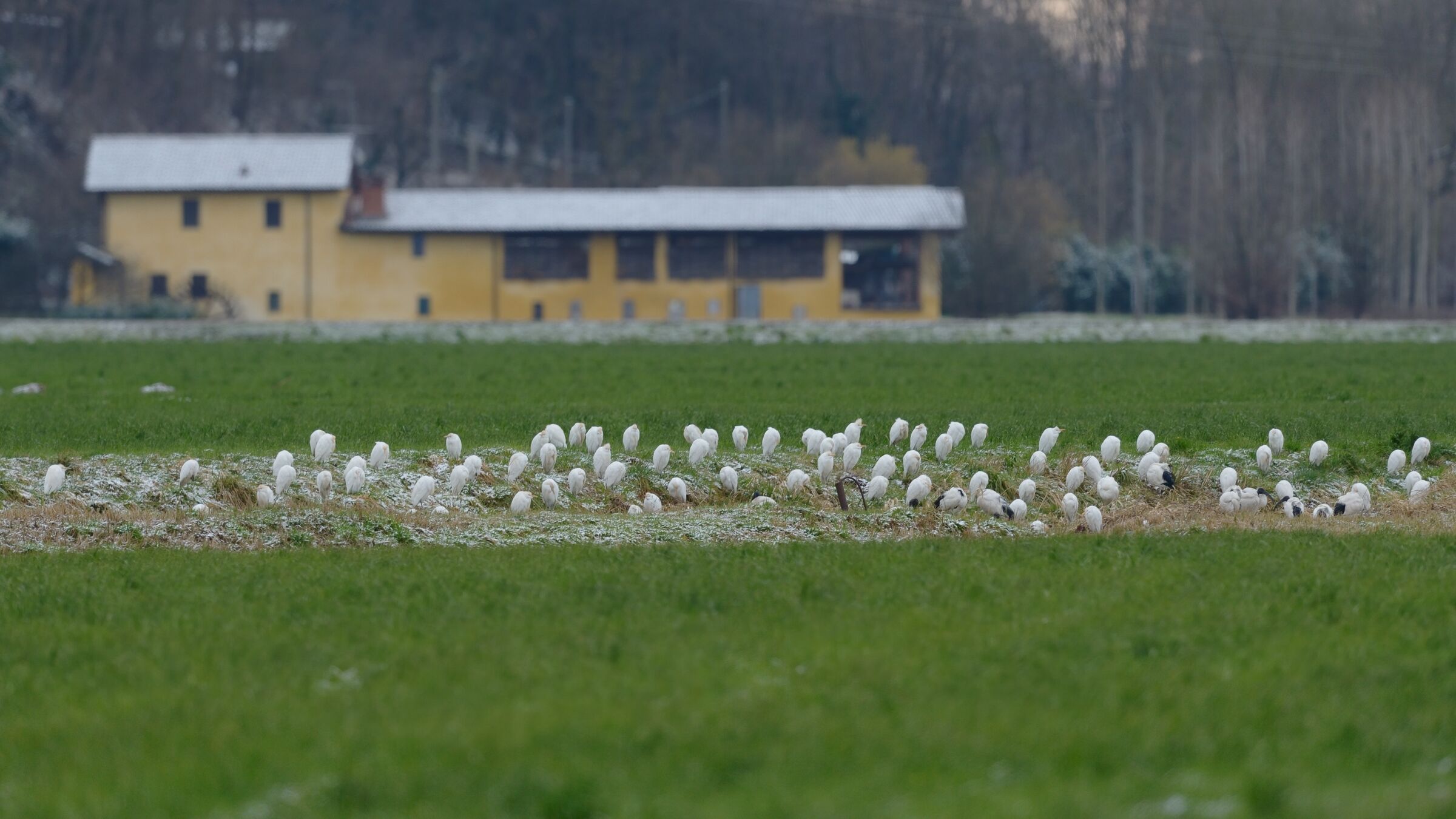 80 Aironi guardabuoi (Bubulcus ibis)