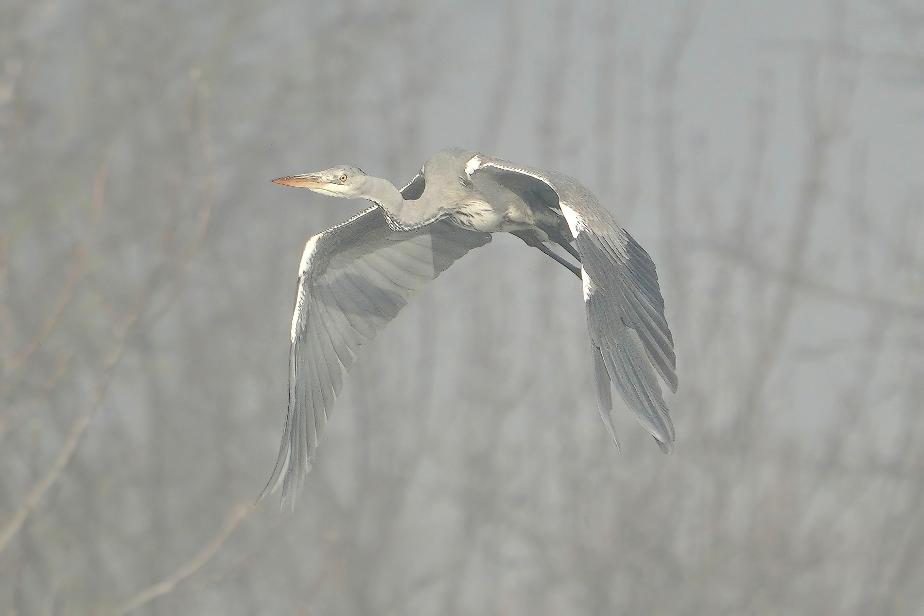 Gray heron