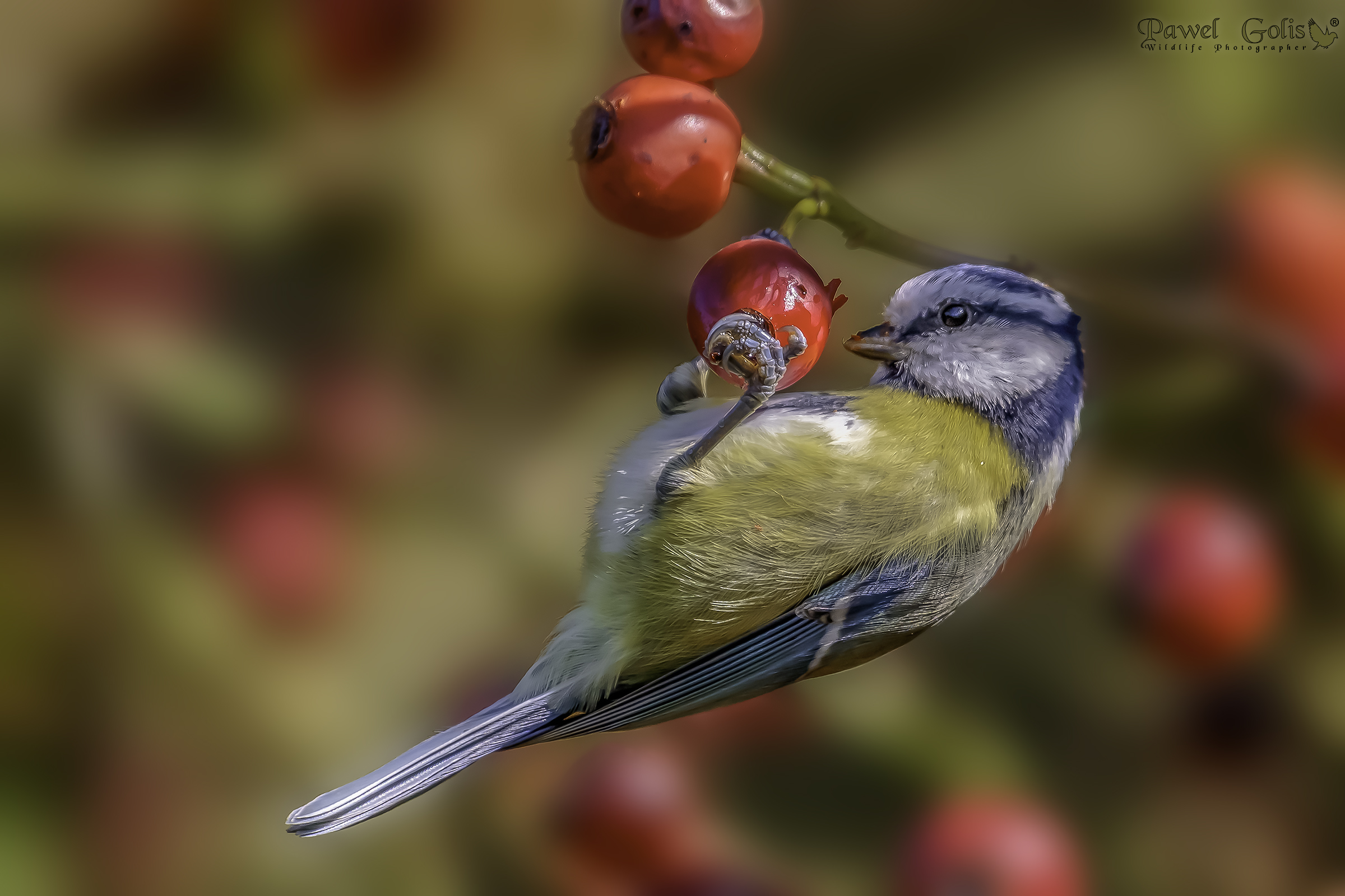 Eurasian blue tit (Cyanistes caeruleus)
