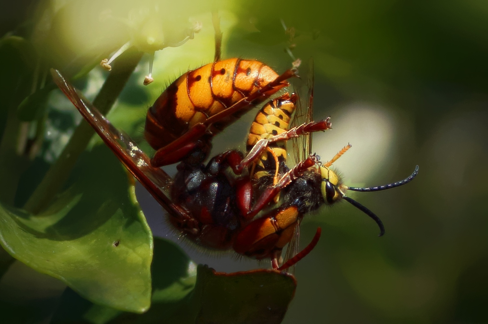 Predazione: calabrone cattura vespa