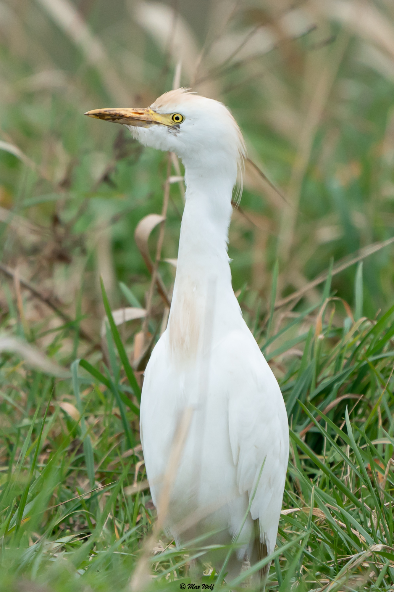Dirty-beaked egret.