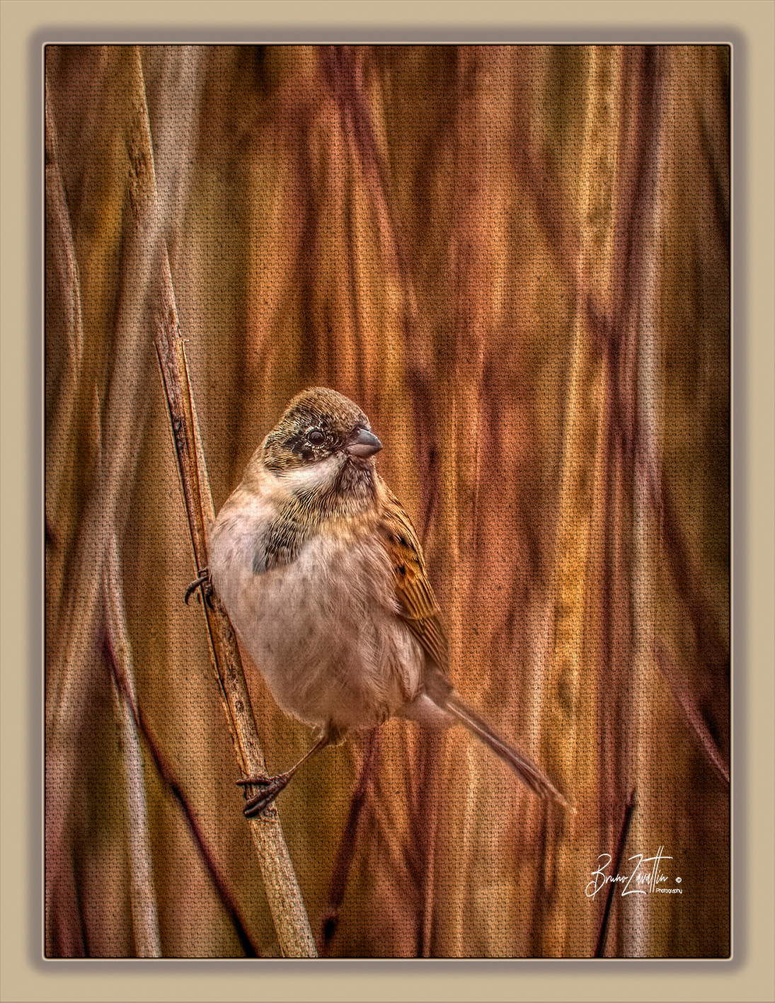 Migliarino di palude