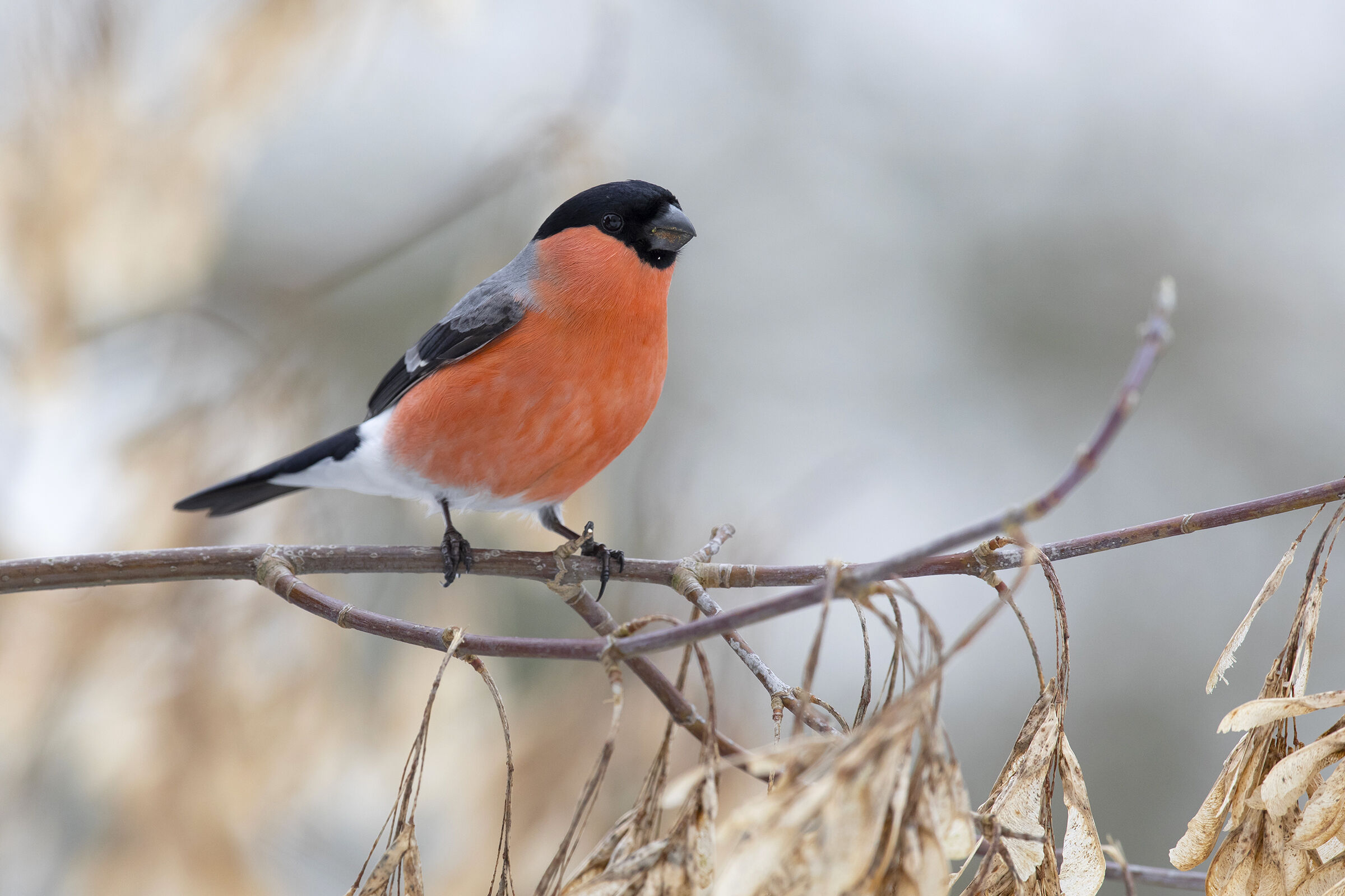 Common Bullfinch