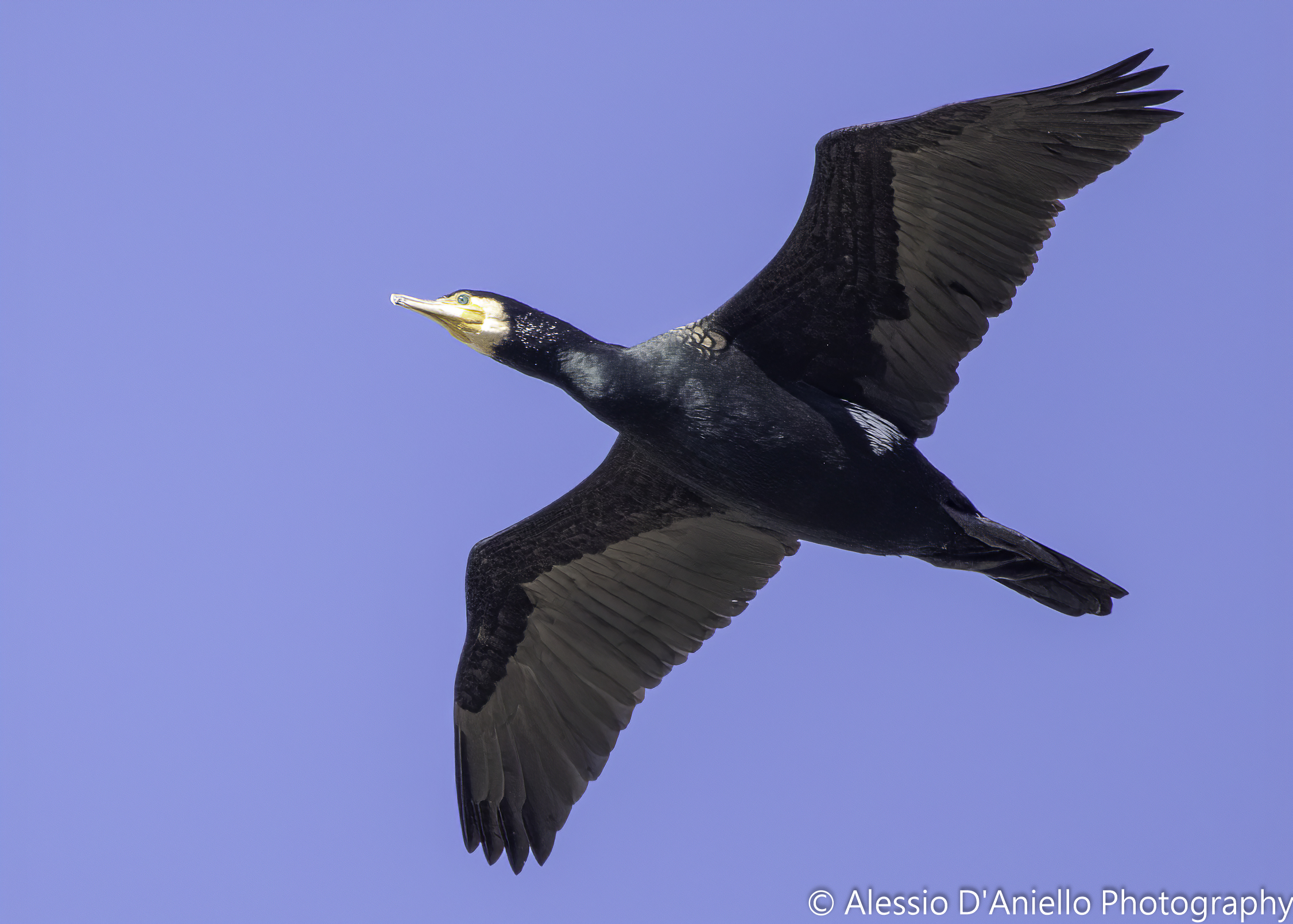 cormorano