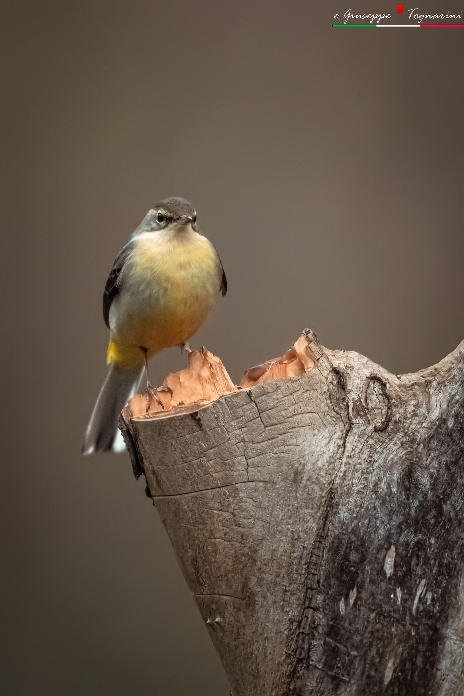 The Yellow Dancer #5