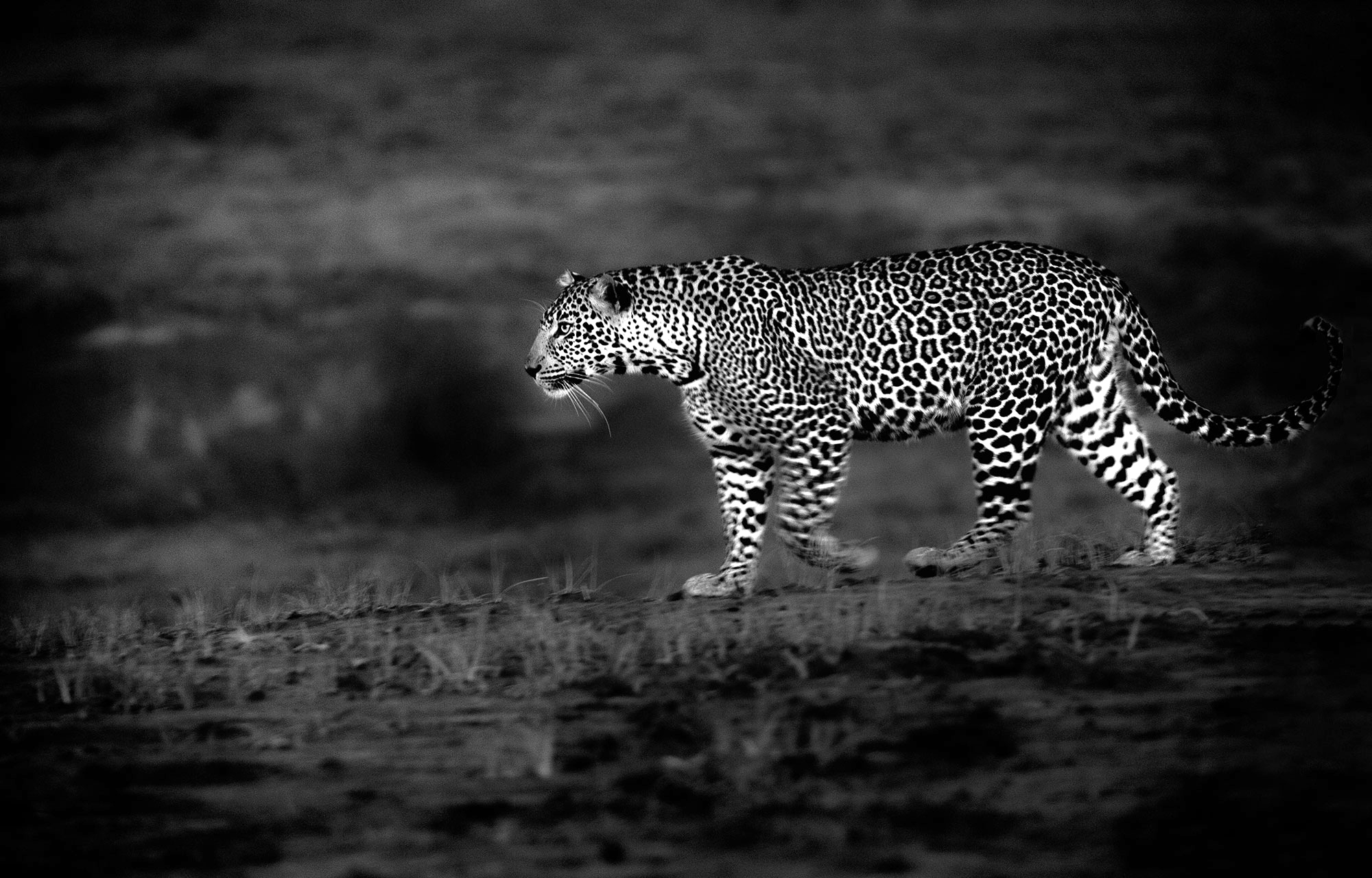Leopardo al Masai Mara