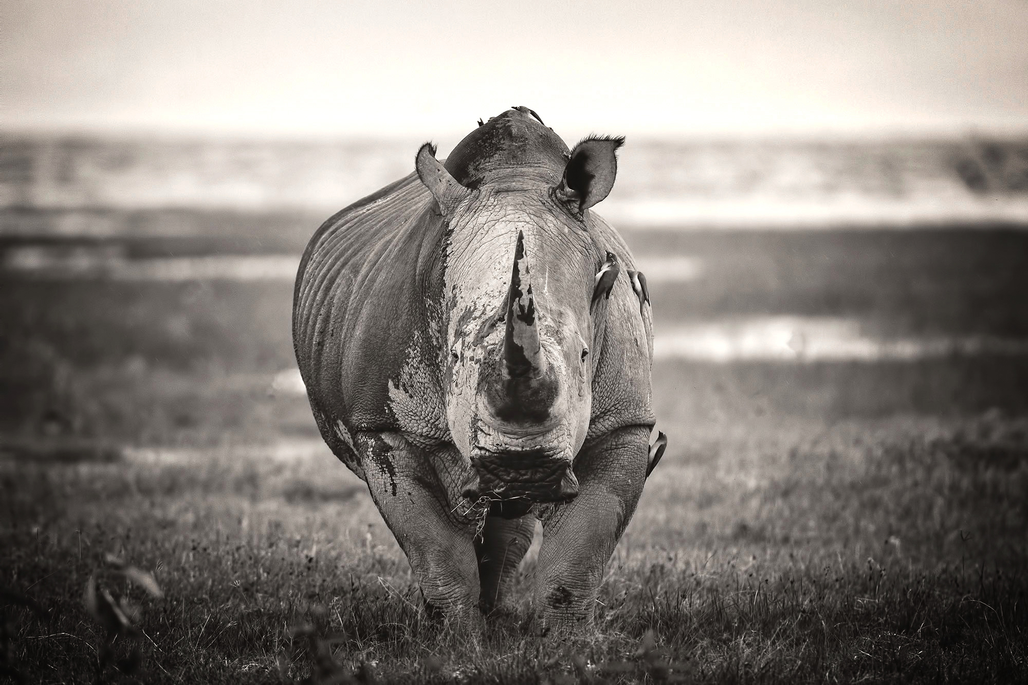 Rinoceronte, Masai Mara