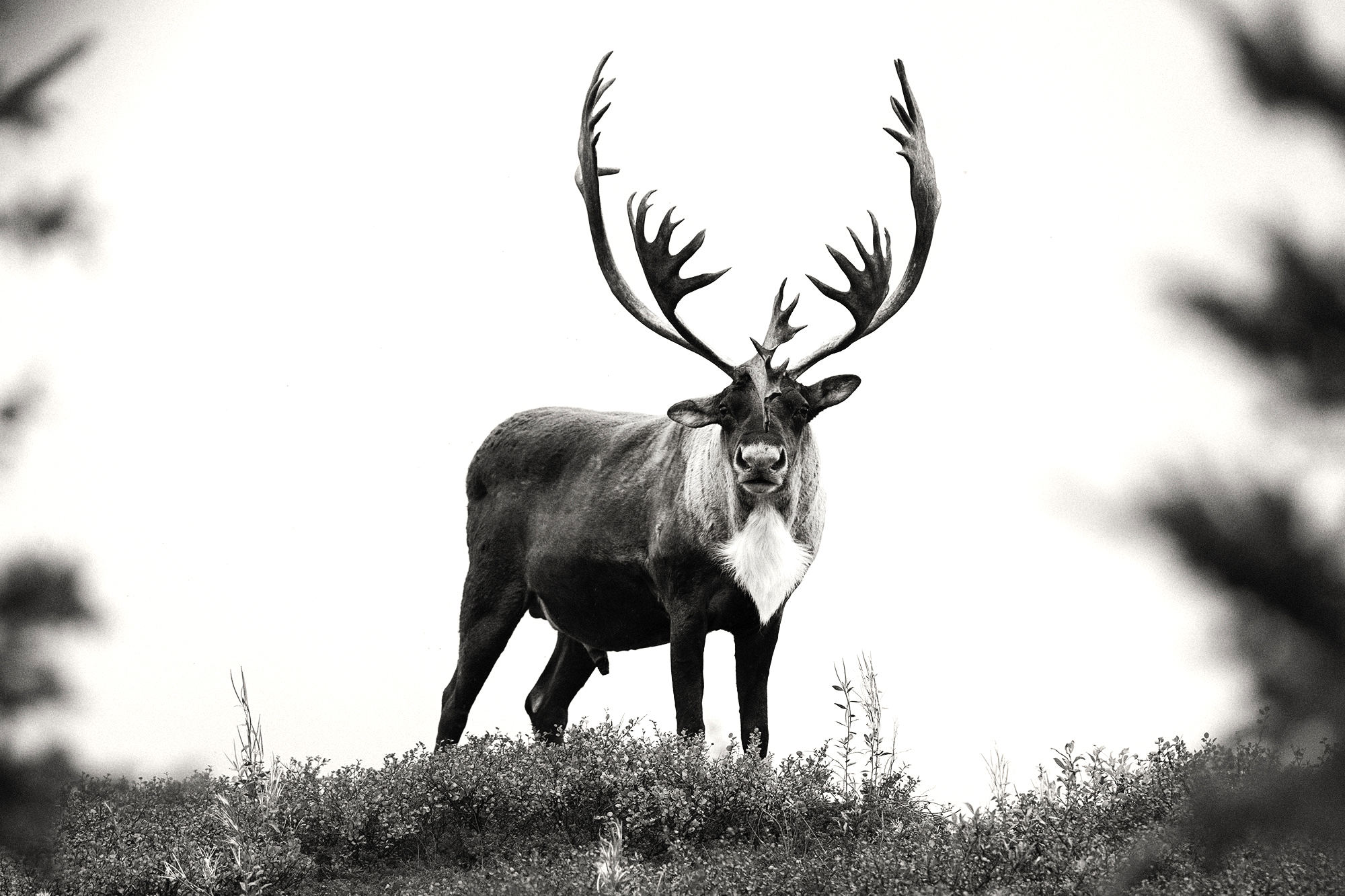 Caribou, Yukon