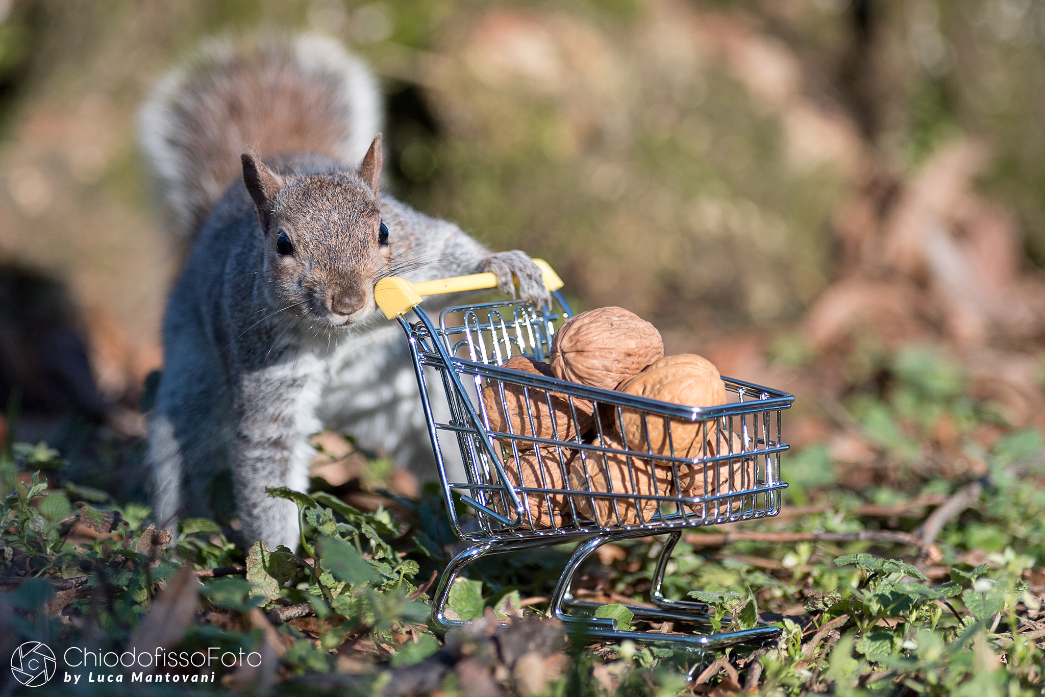 Ora che ho riempito il carrello posso andare a casa