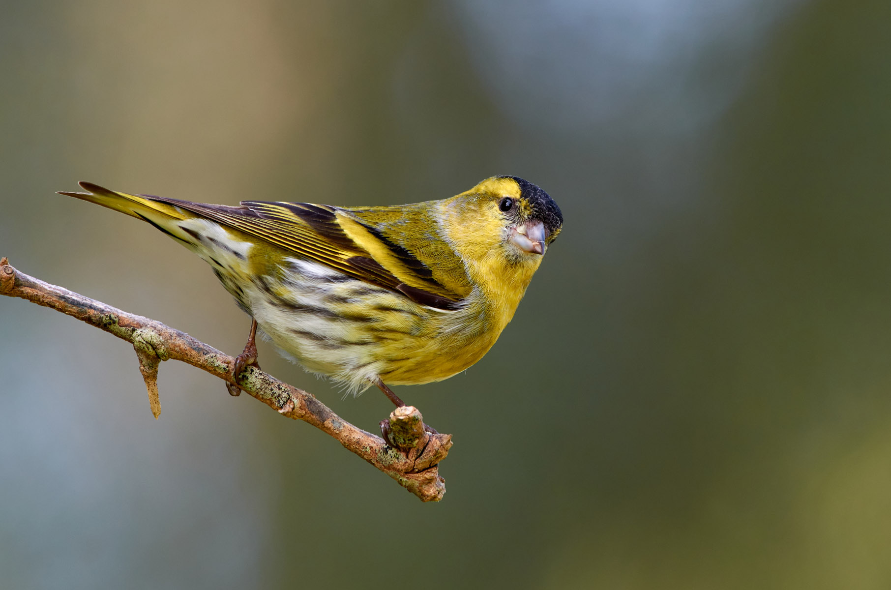 Eurasian siskin (M)