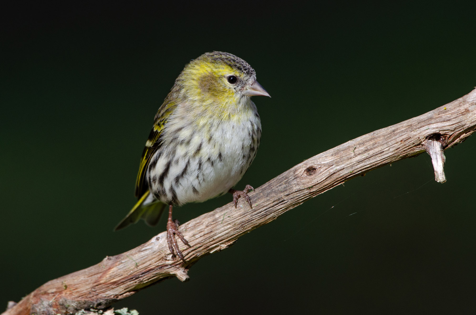 Siskin eurasiatico (F)