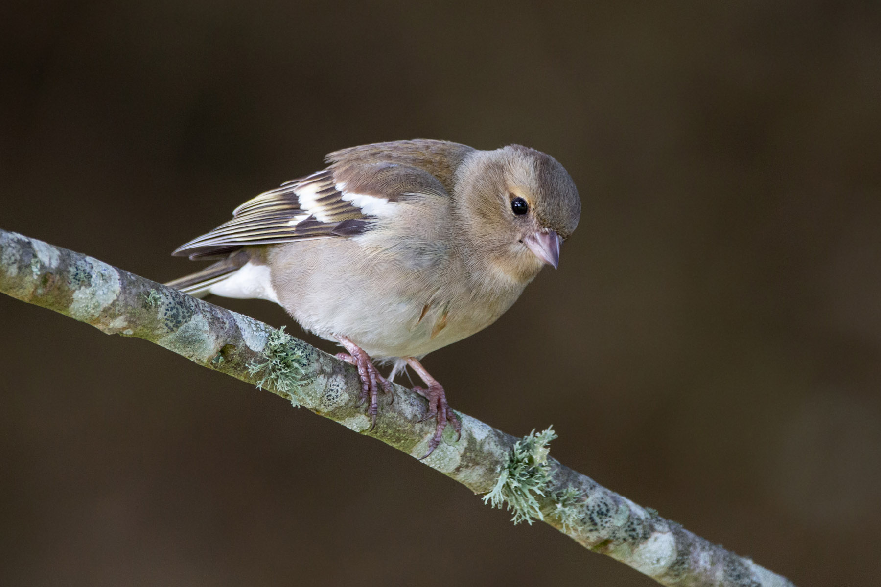 Common chaffinch (F)