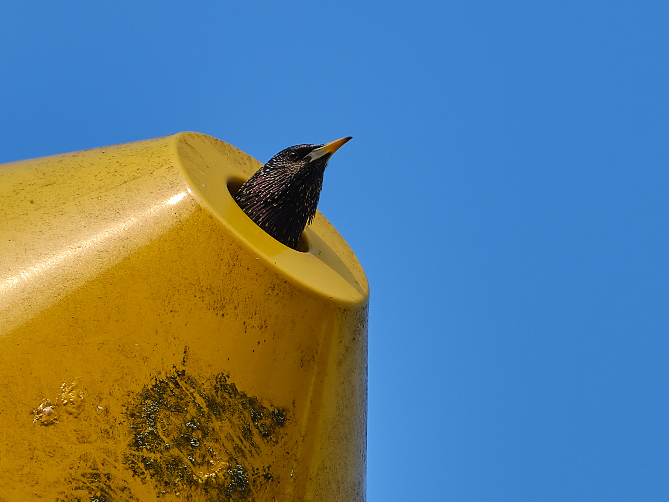 A safe nest