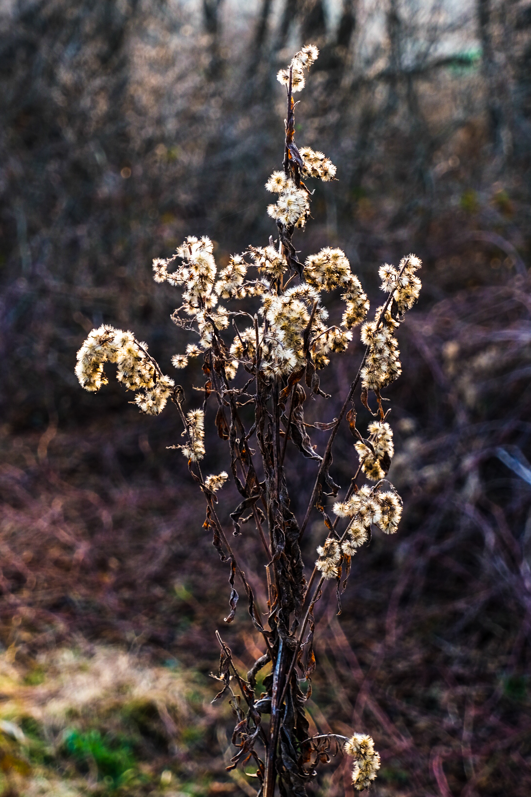 Frutti pelosi e golden hour