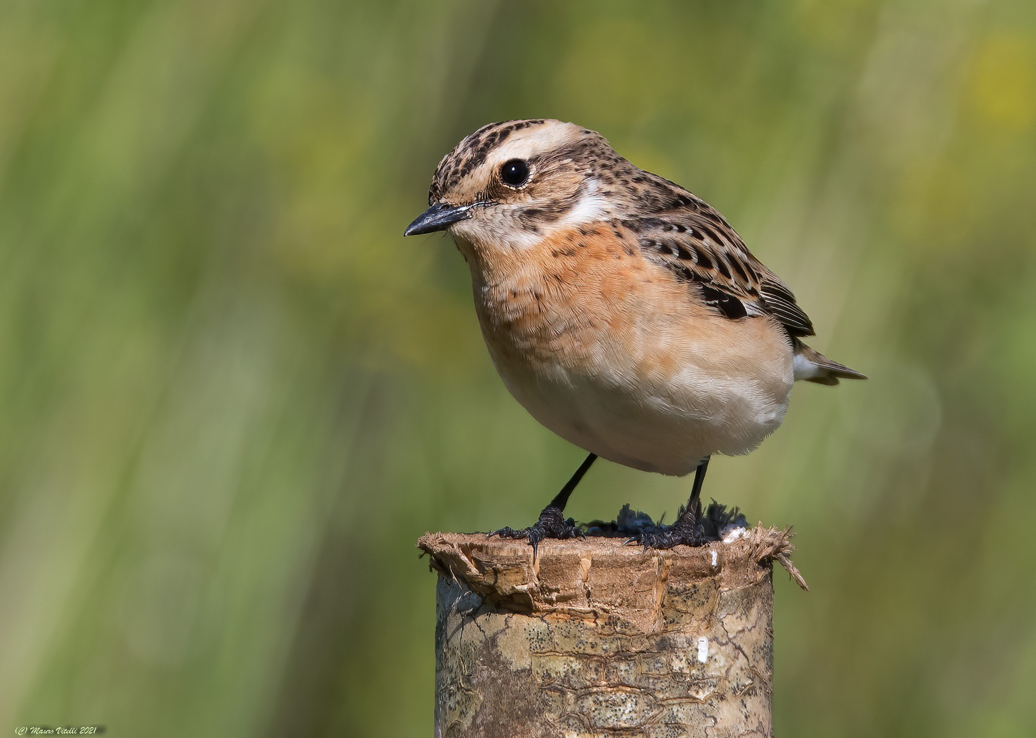 Stiaccino (Saxicola rubetra)