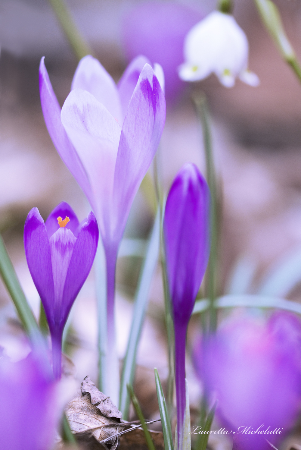 Spring