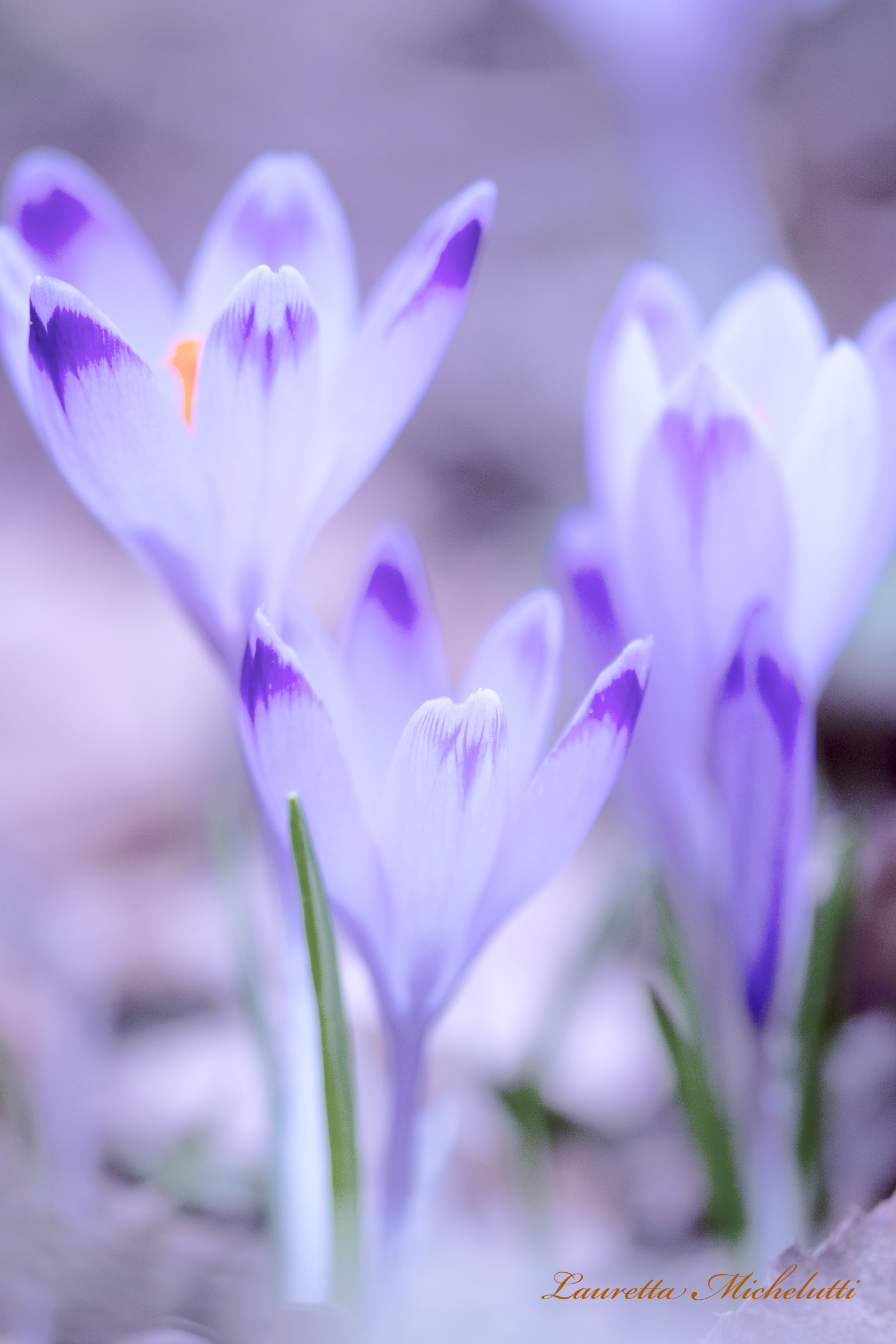Spring