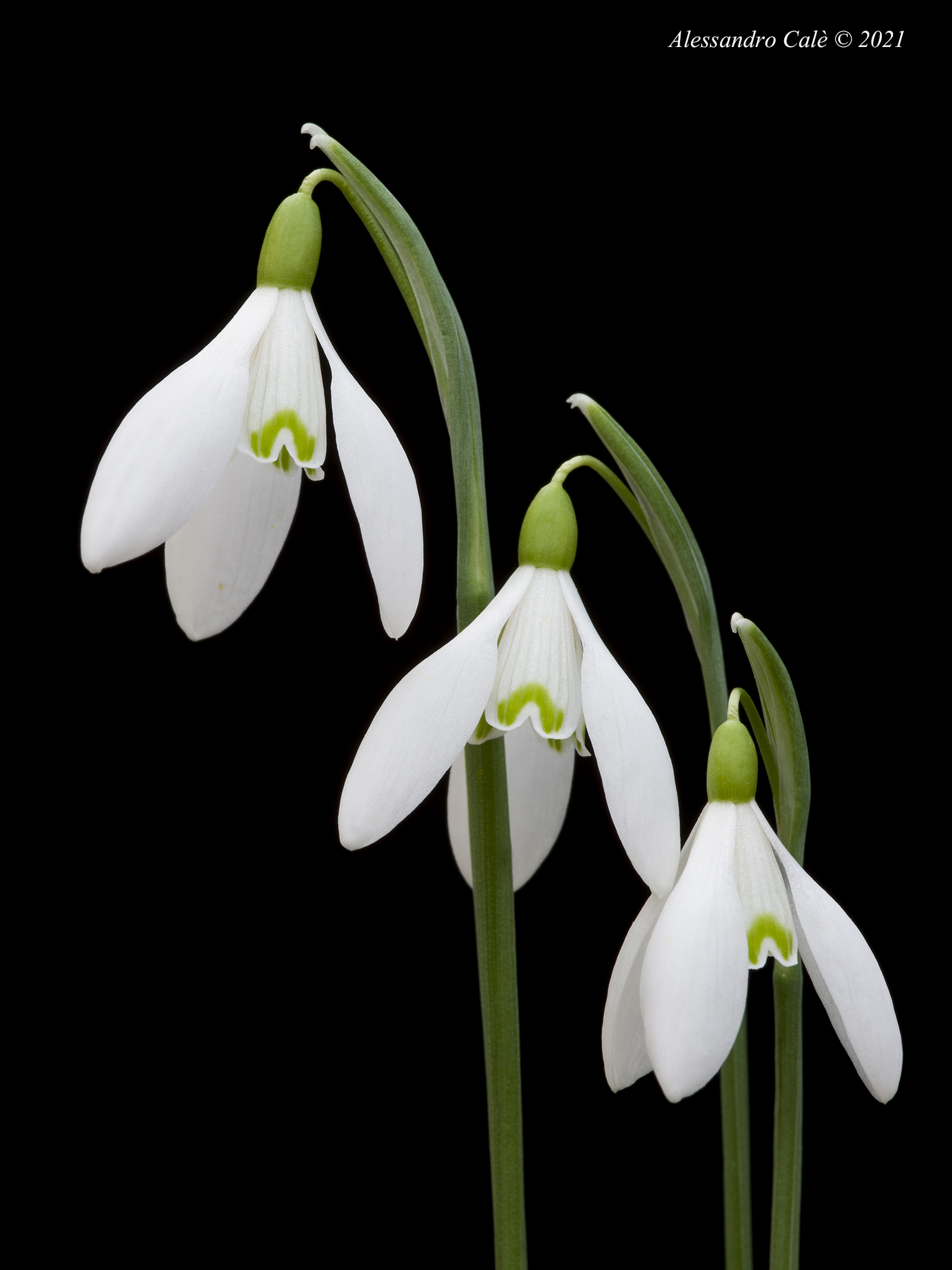 Galanthus nivalis (Bucaneve) 8324