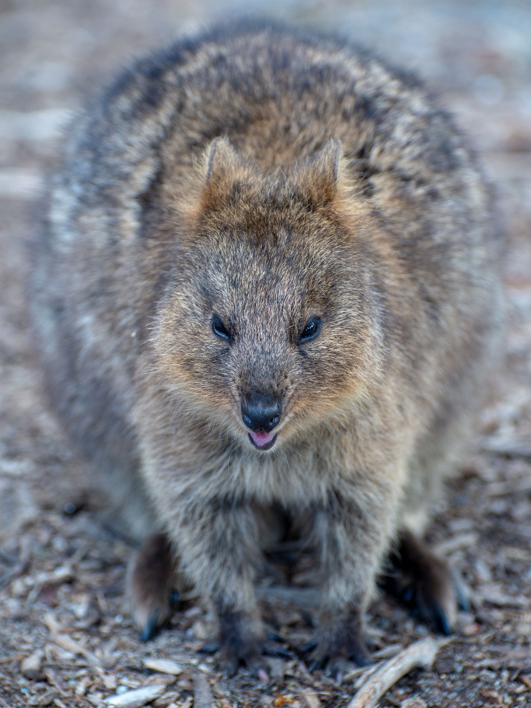 Quokka