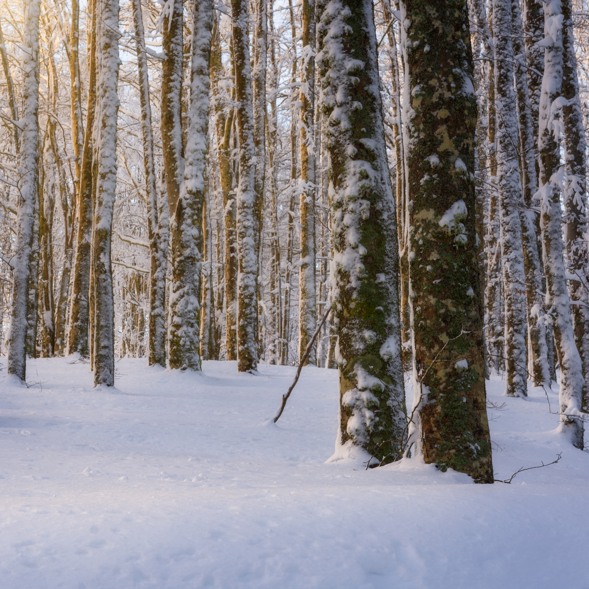 Una luce entra nella foresta innevata