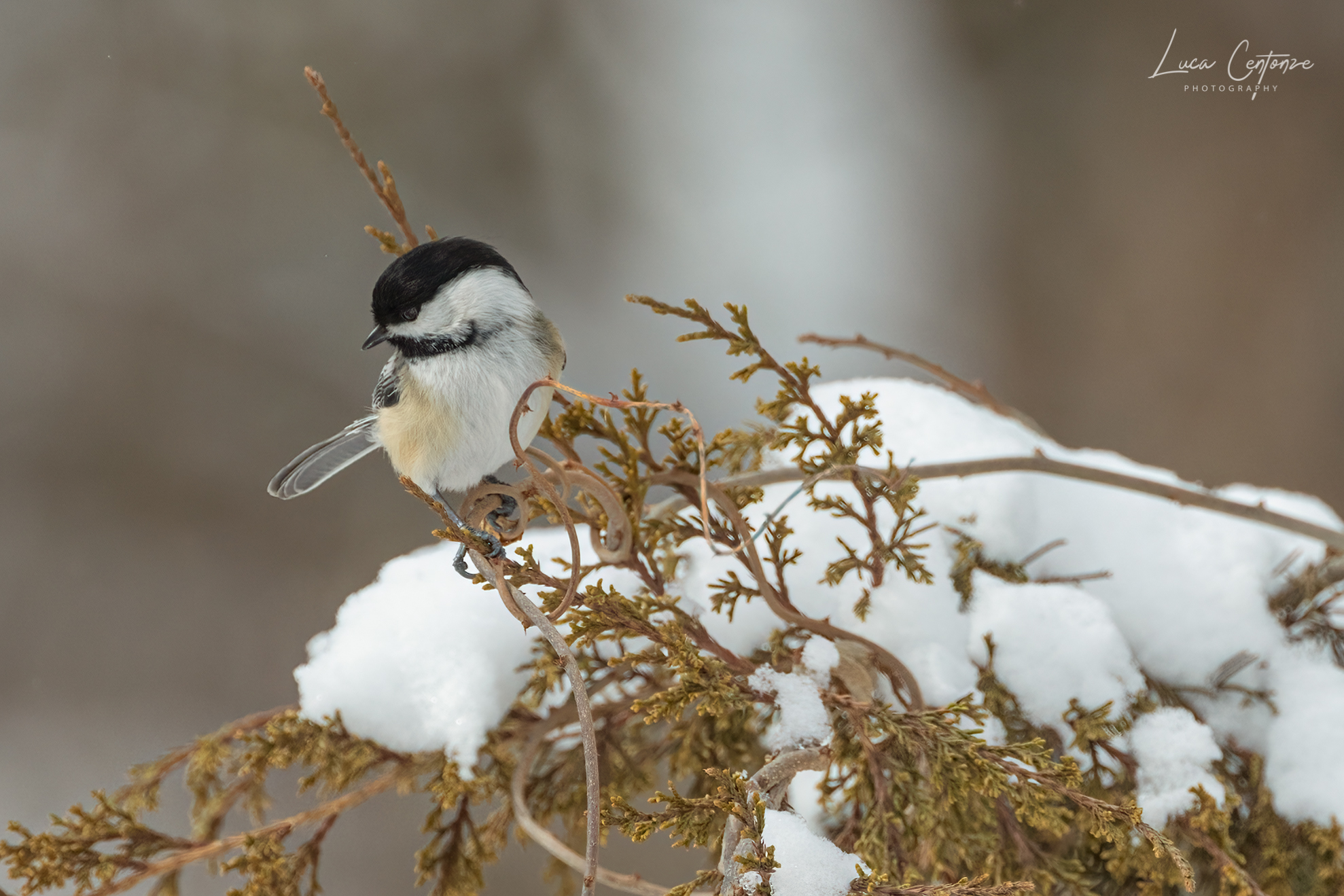Black-capped Chickadee