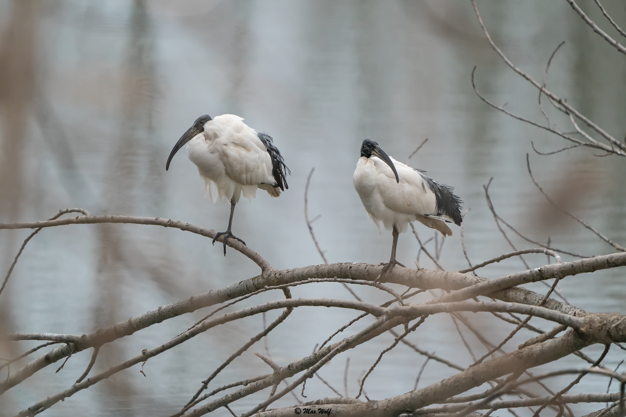 IBIS SACRO AFRIANO - COUPLE