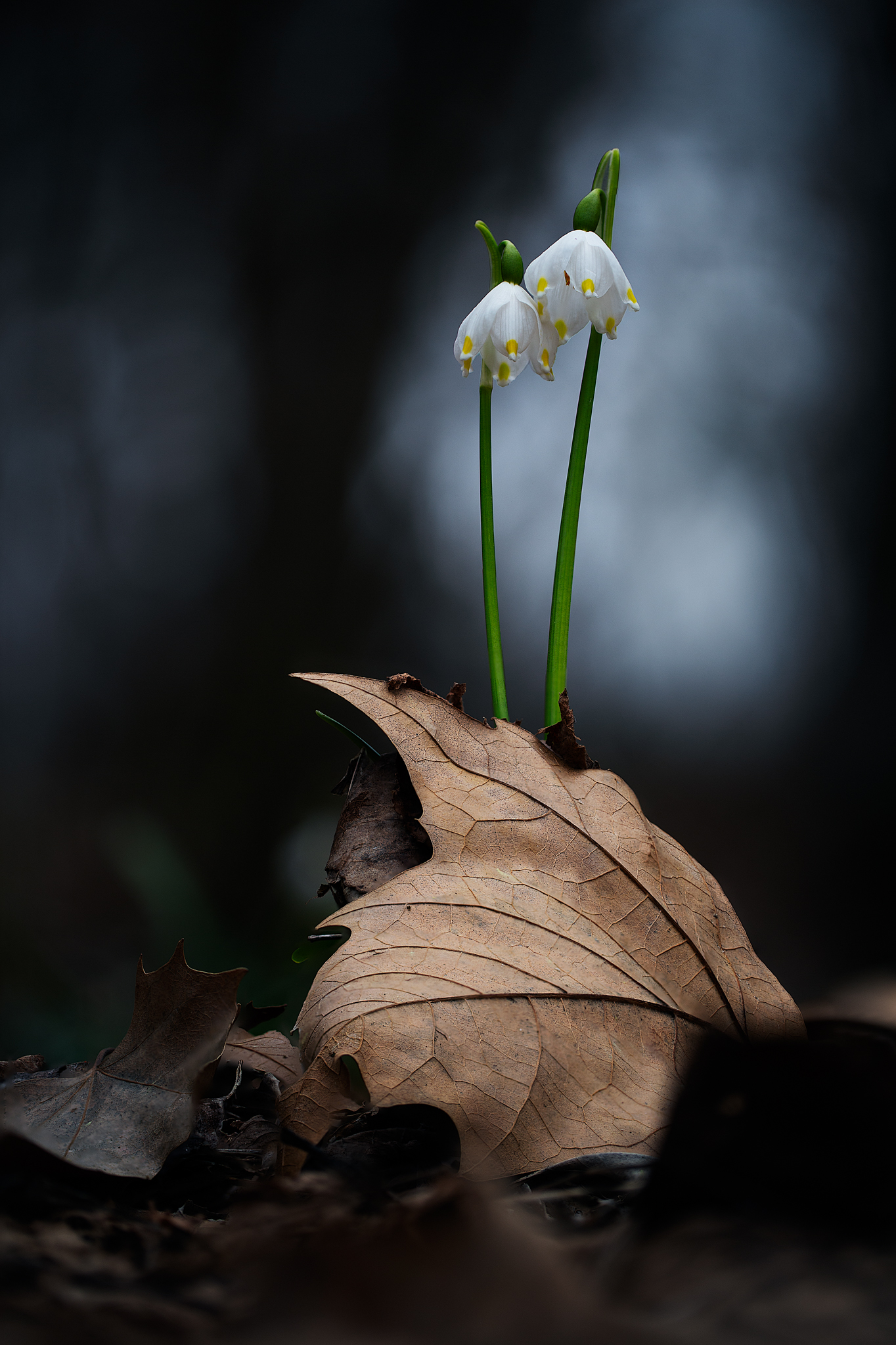 campanelle - Leucojum vernum