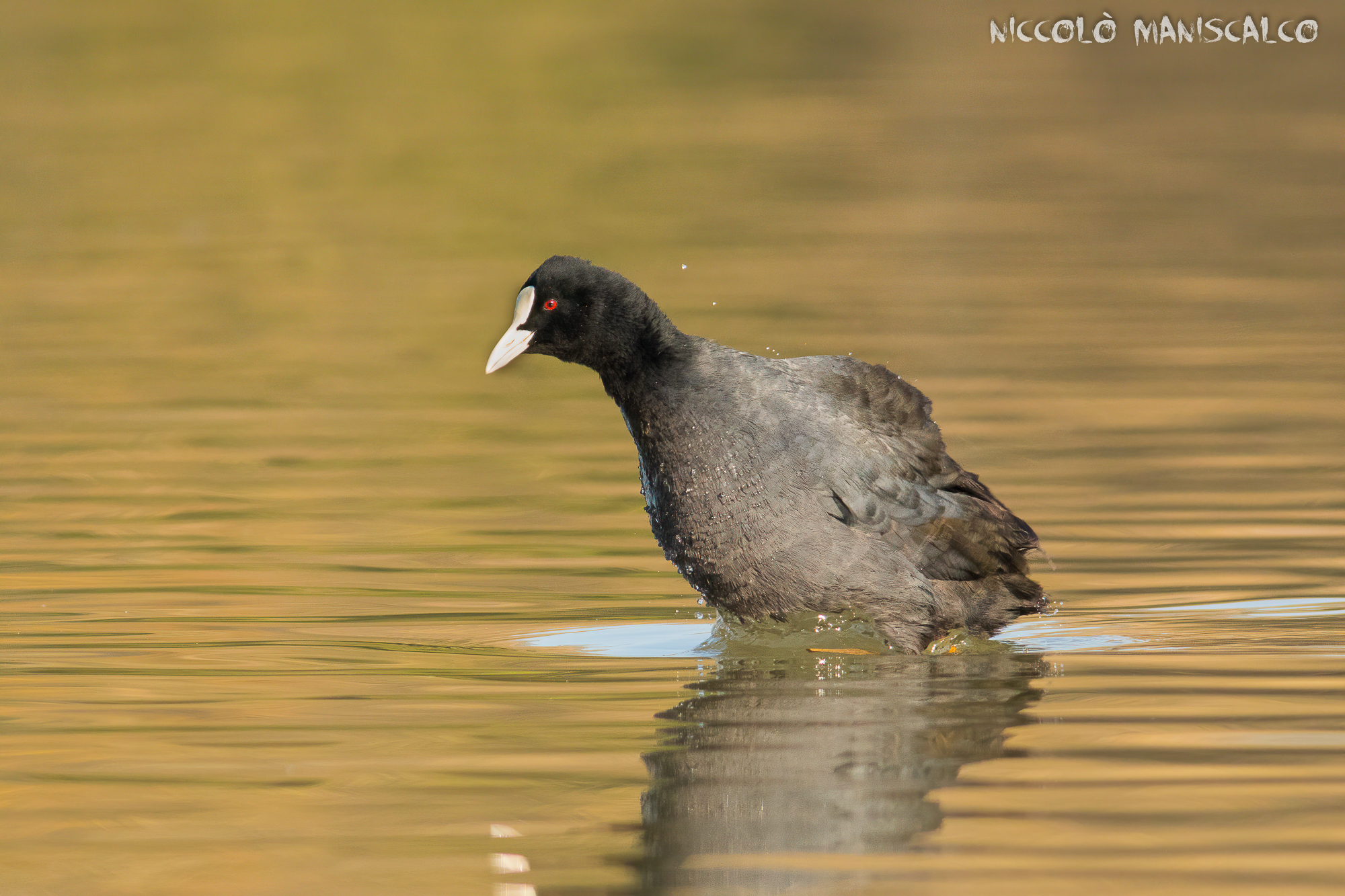 La Folaga in emersione