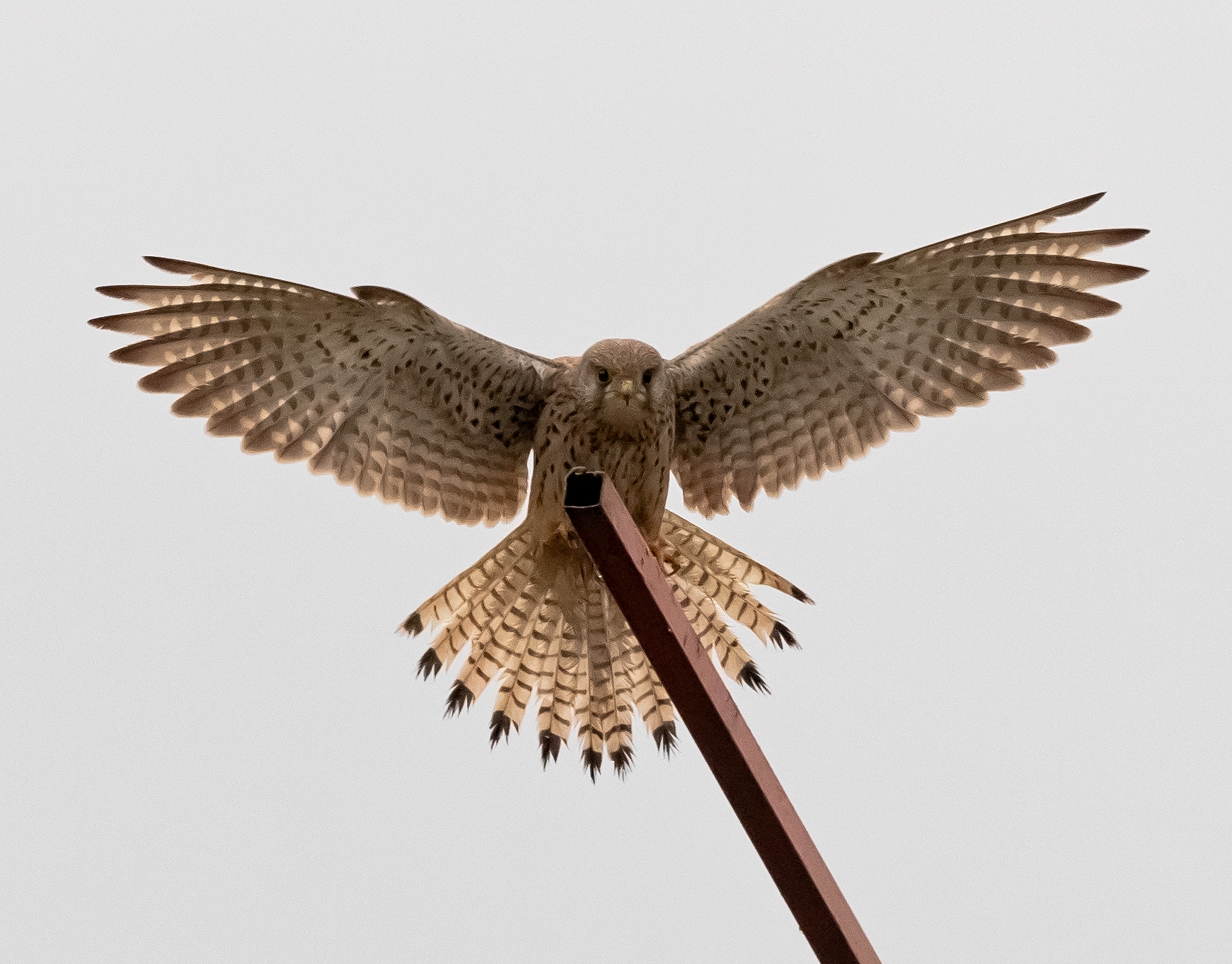 female tweet while landing 7/01/2021