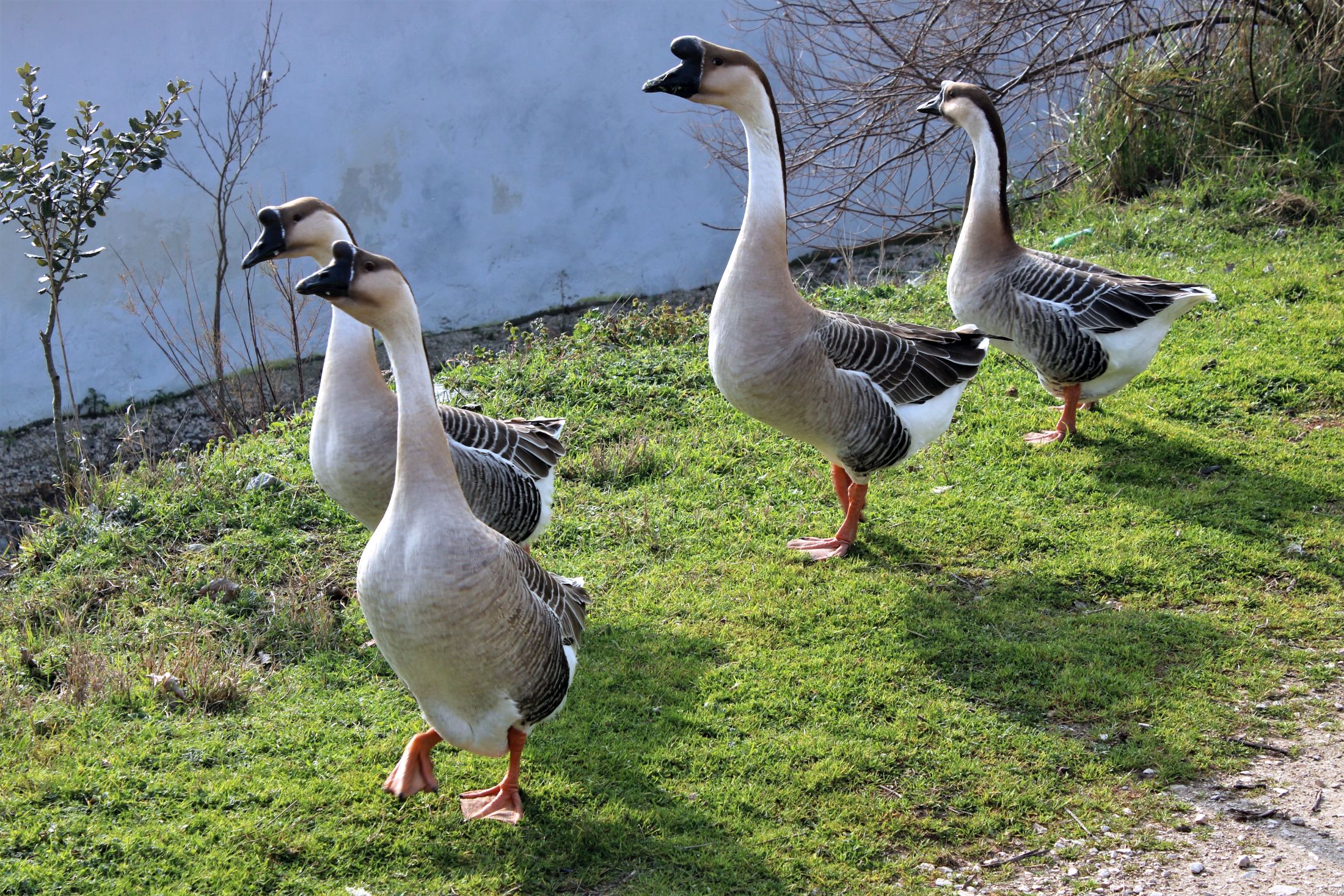 Quartetto