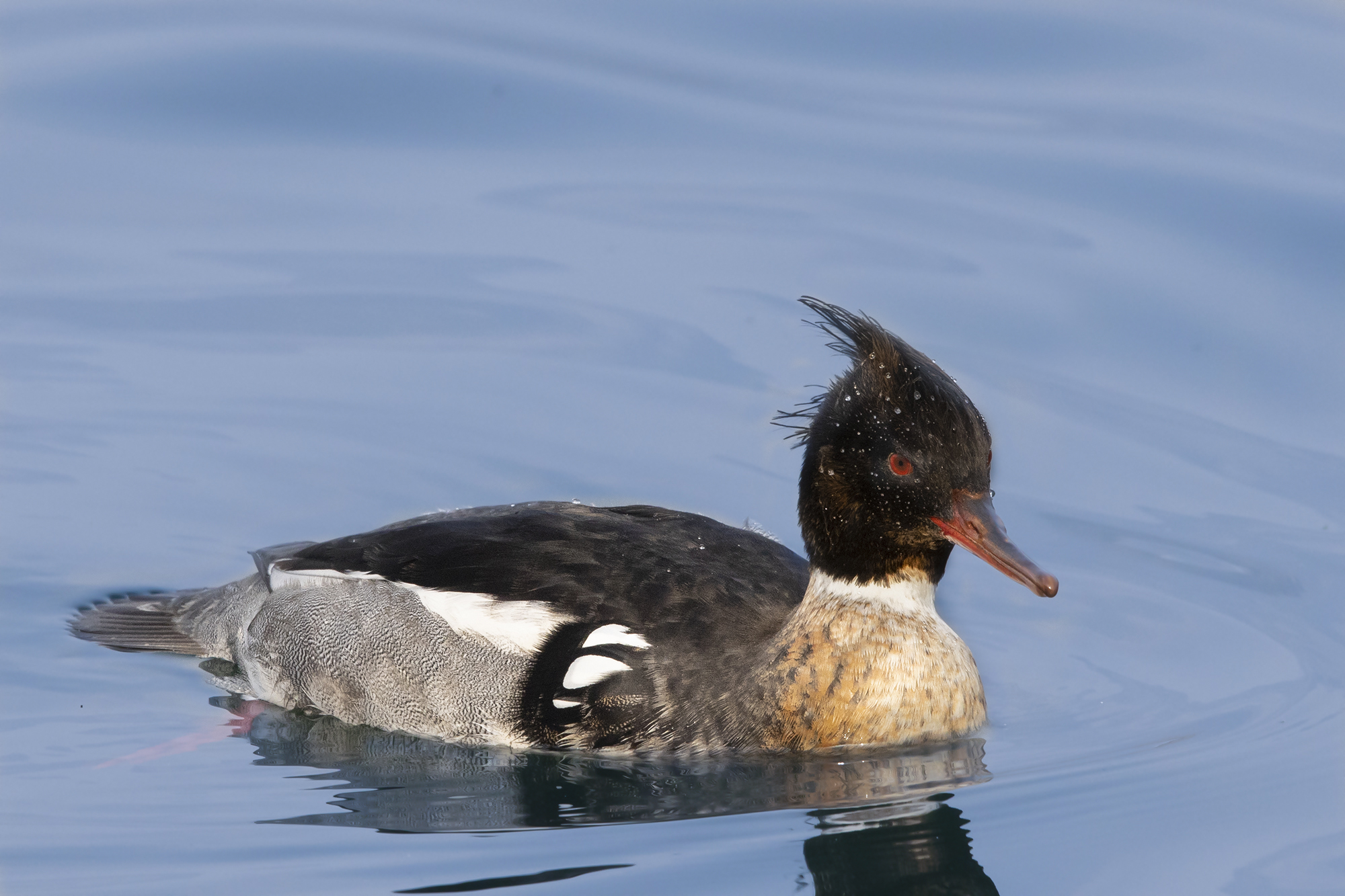 sguardo truce, smergo minore maschio