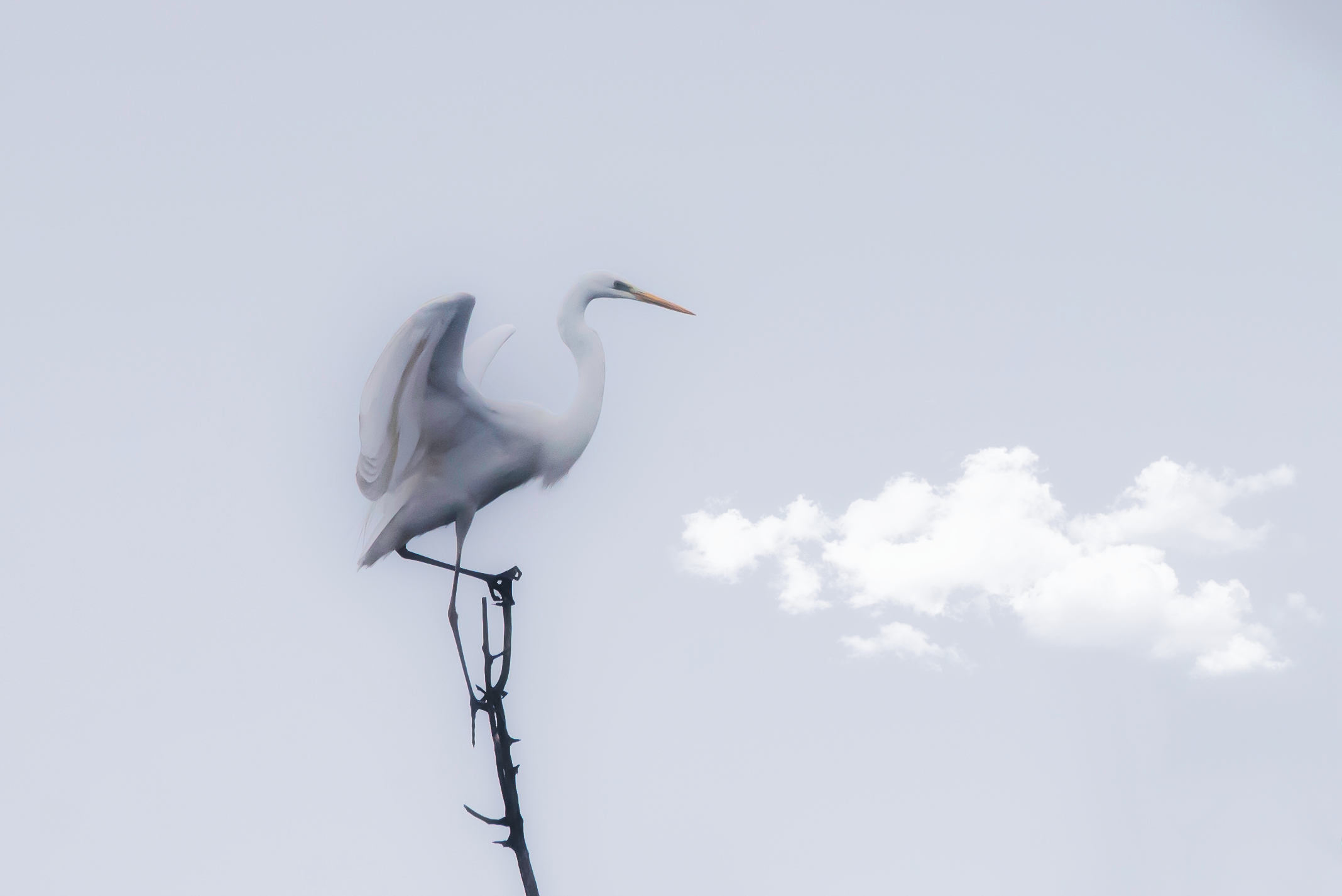 Greater white heron