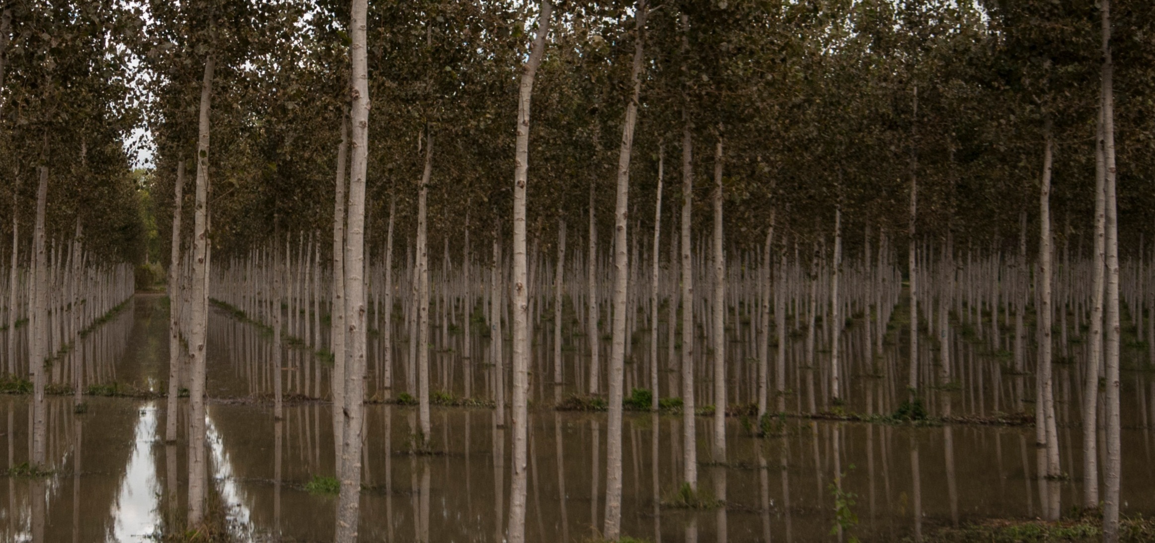 Esondazione Adda Lodigiano