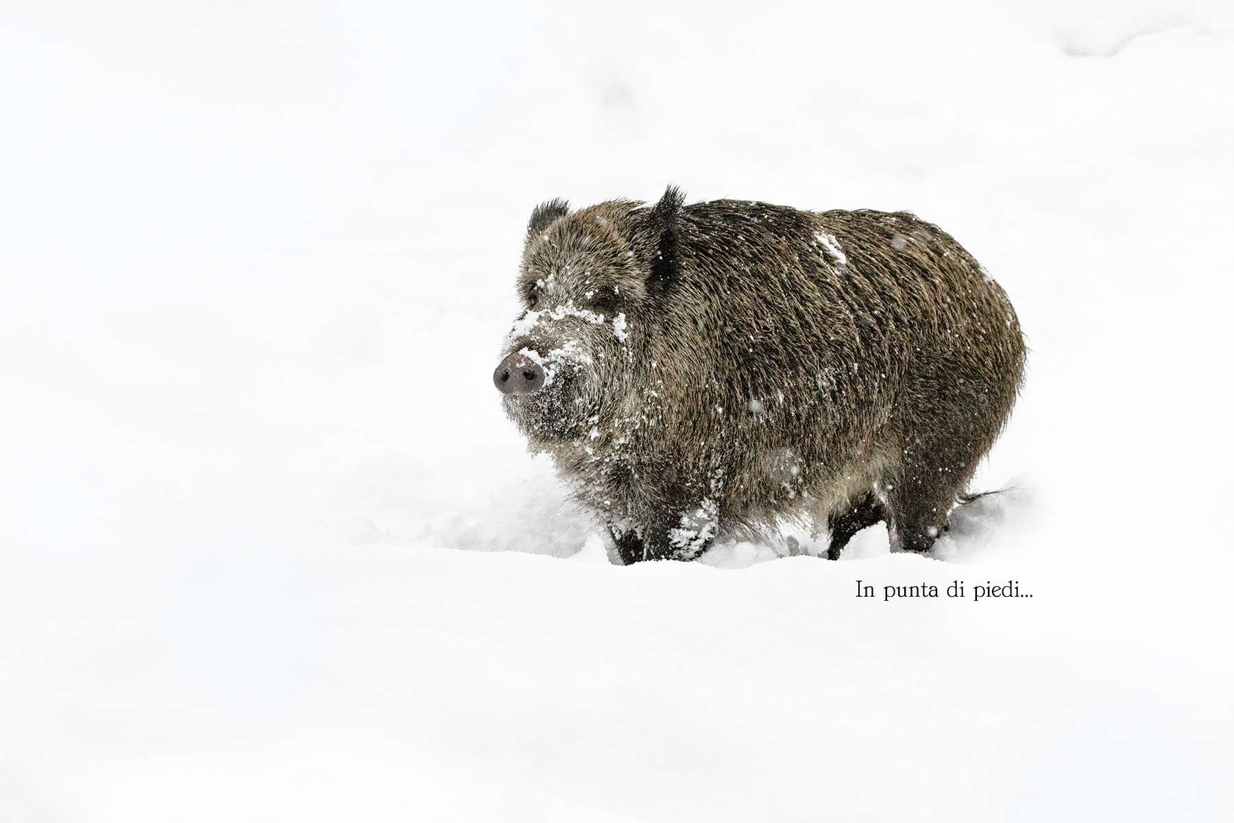 Wild boar - Sow Sus