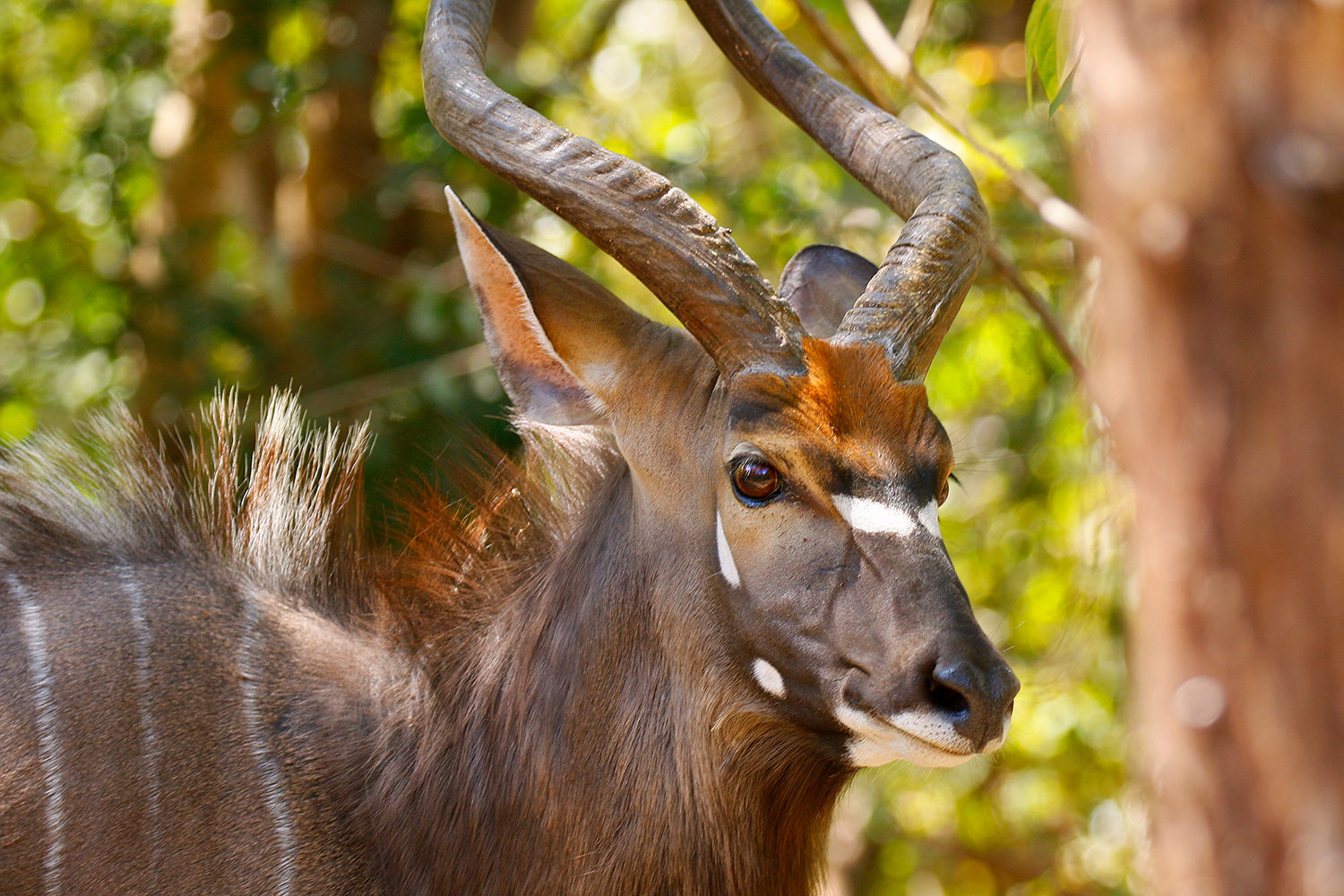 Nyala al Majete Wildlife Reserve